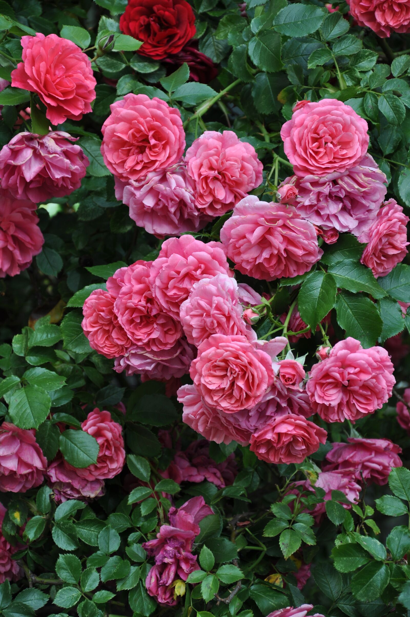 Nikon D5000 sample photo. Flowers, roses, bush photography
