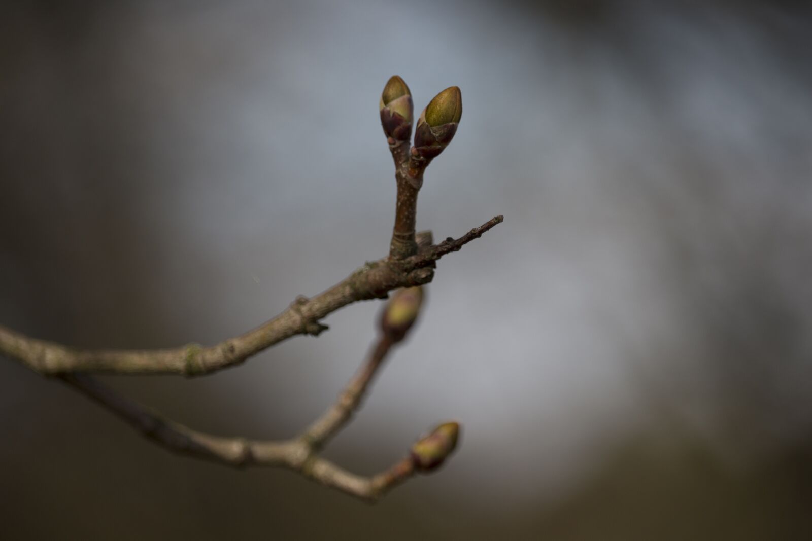 Canon EOS 700D (EOS Rebel T5i / EOS Kiss X7i) sample photo. Sprig, the buds, spring photography