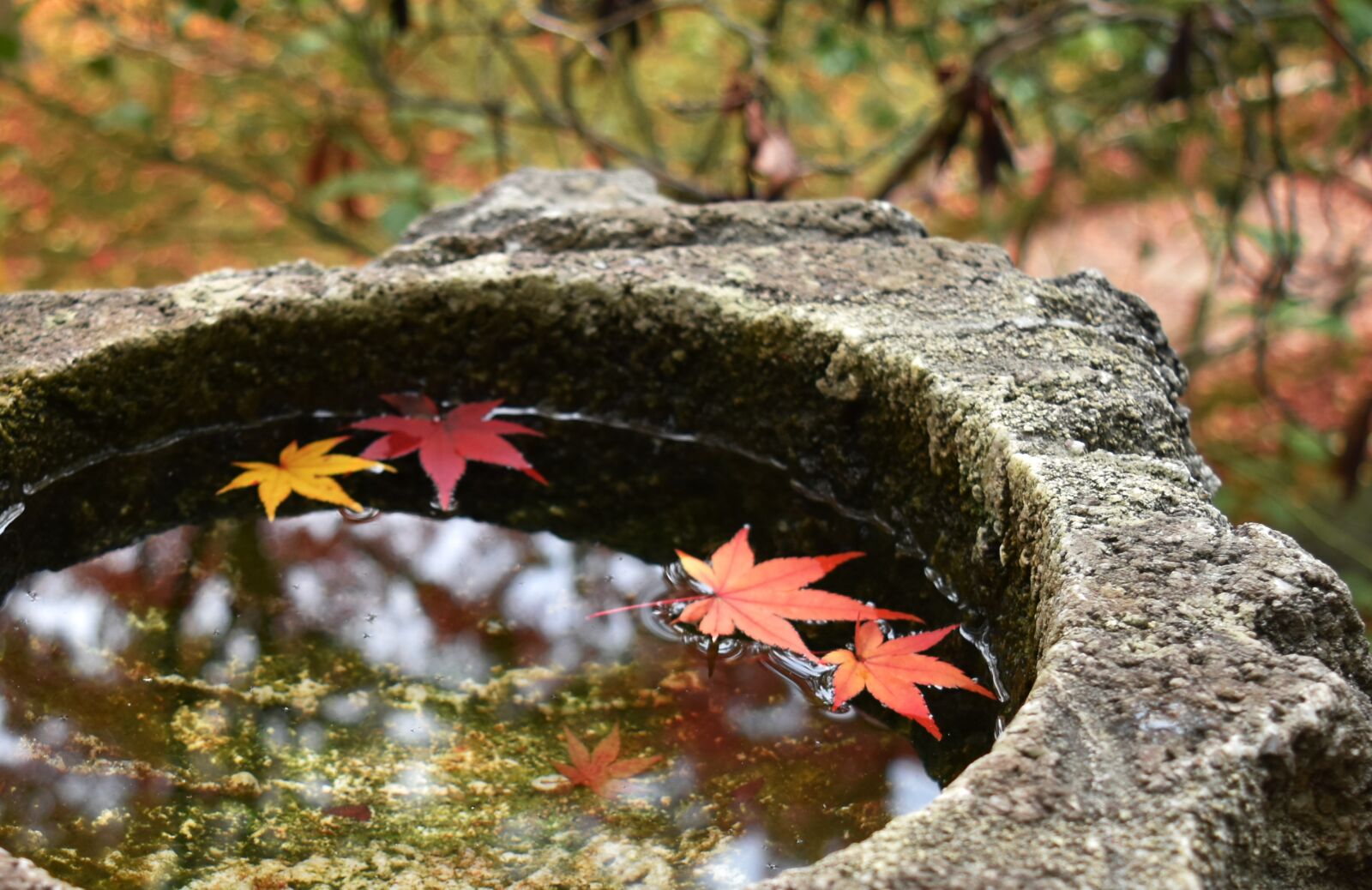 Nikon D5500 sample photo. Autumn, maple, autumnal leaves photography