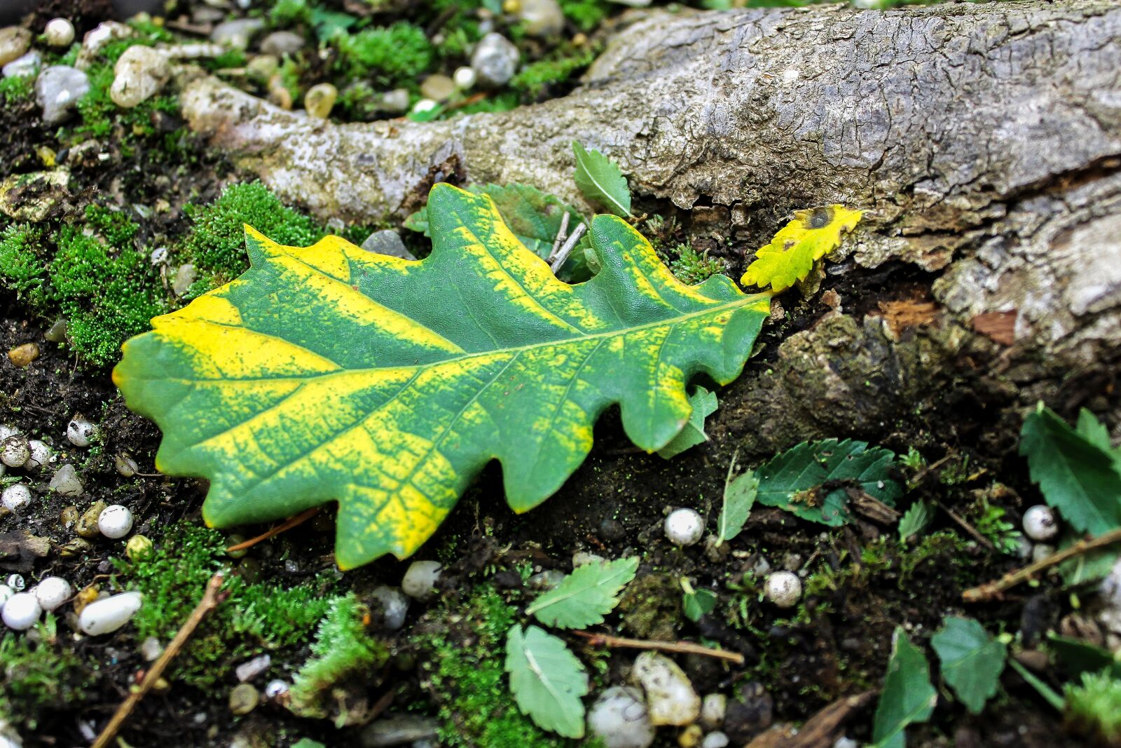 Canon EF-S 18-55mm F3.5-5.6 III sample photo. Oak leaves, colorful leaf photography
