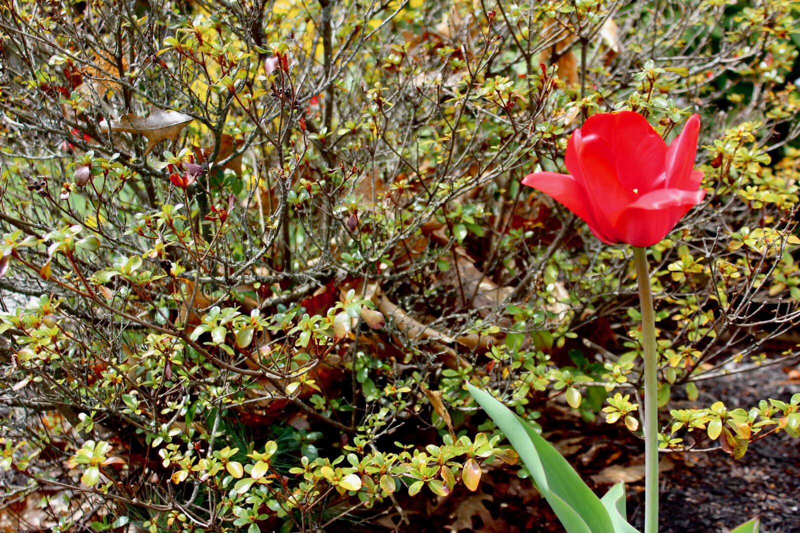 Canon EOS 600D (Rebel EOS T3i / EOS Kiss X5) sample photo. Spring, flower, nature photography