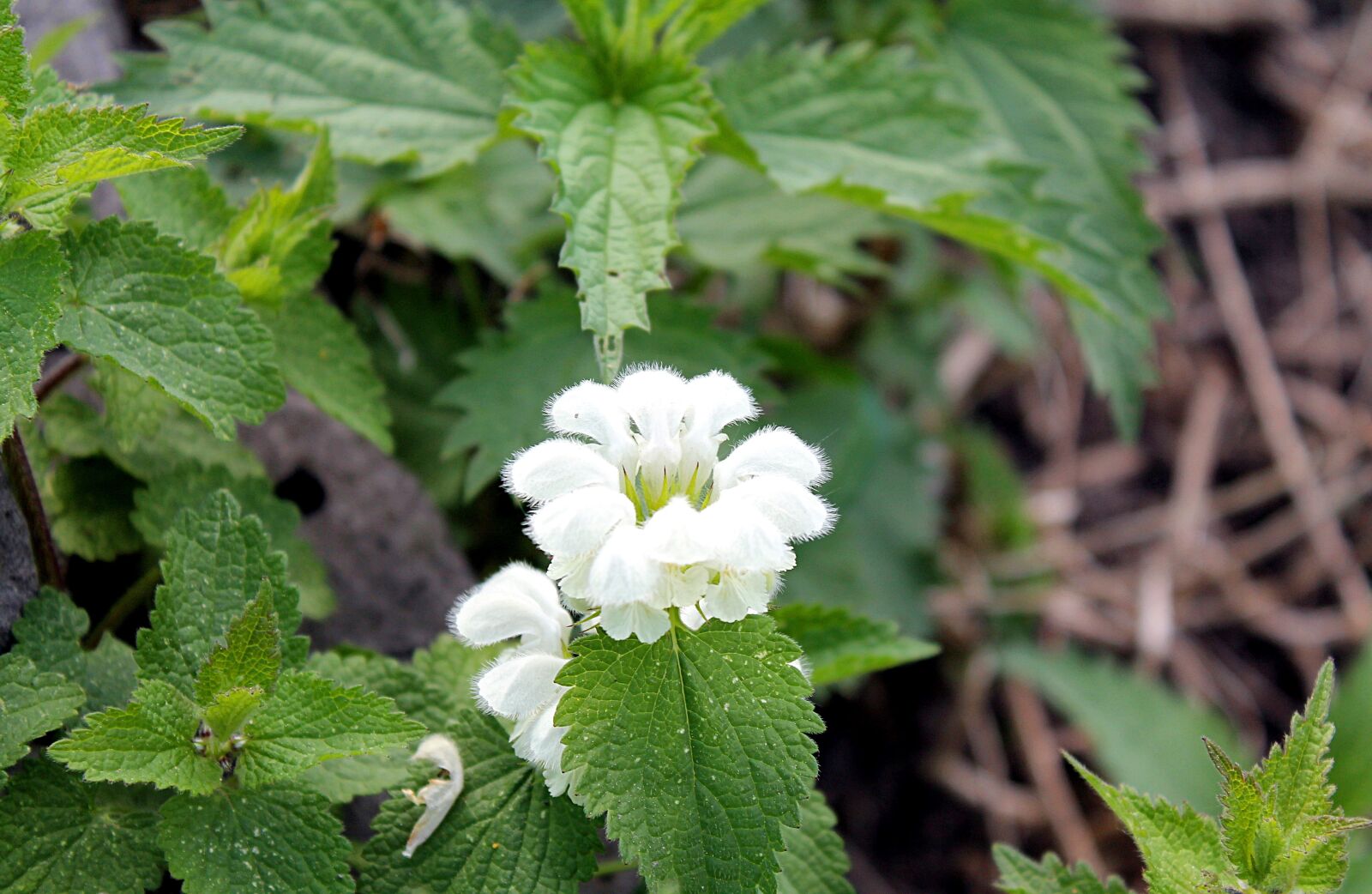 Canon EOS 1100D (EOS Rebel T3 / EOS Kiss X50) sample photo. Nettle, spring, flowering nettle photography