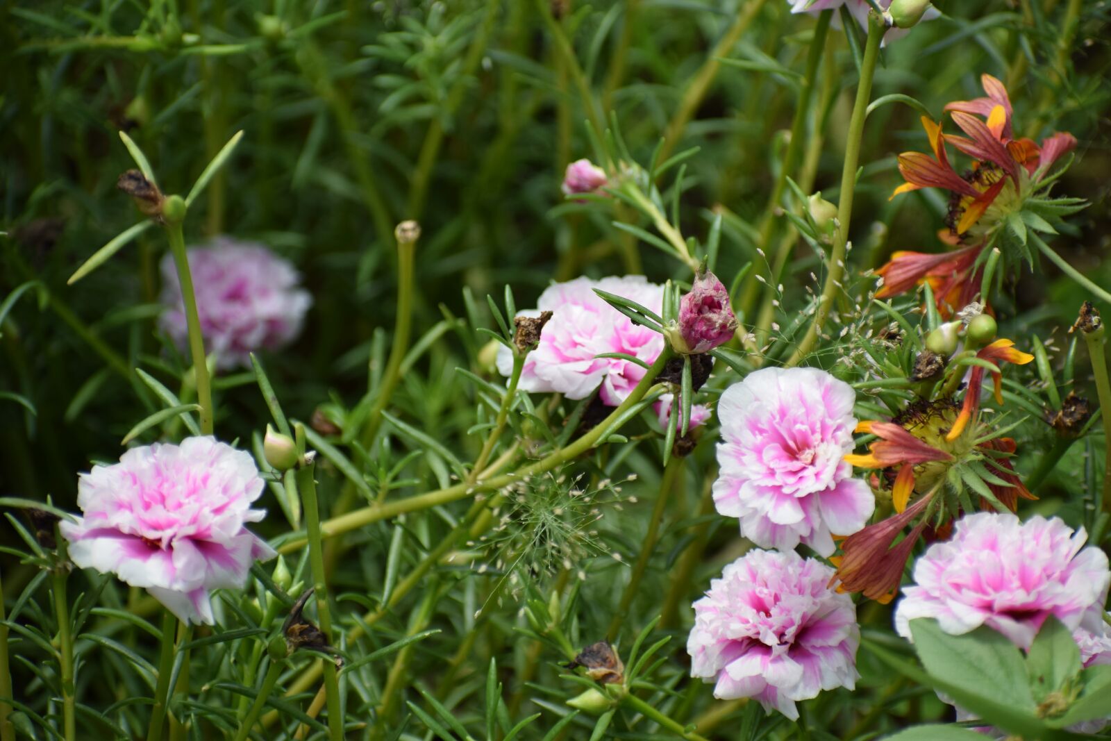 Nikon D3300 sample photo. Flower, grass, green photography