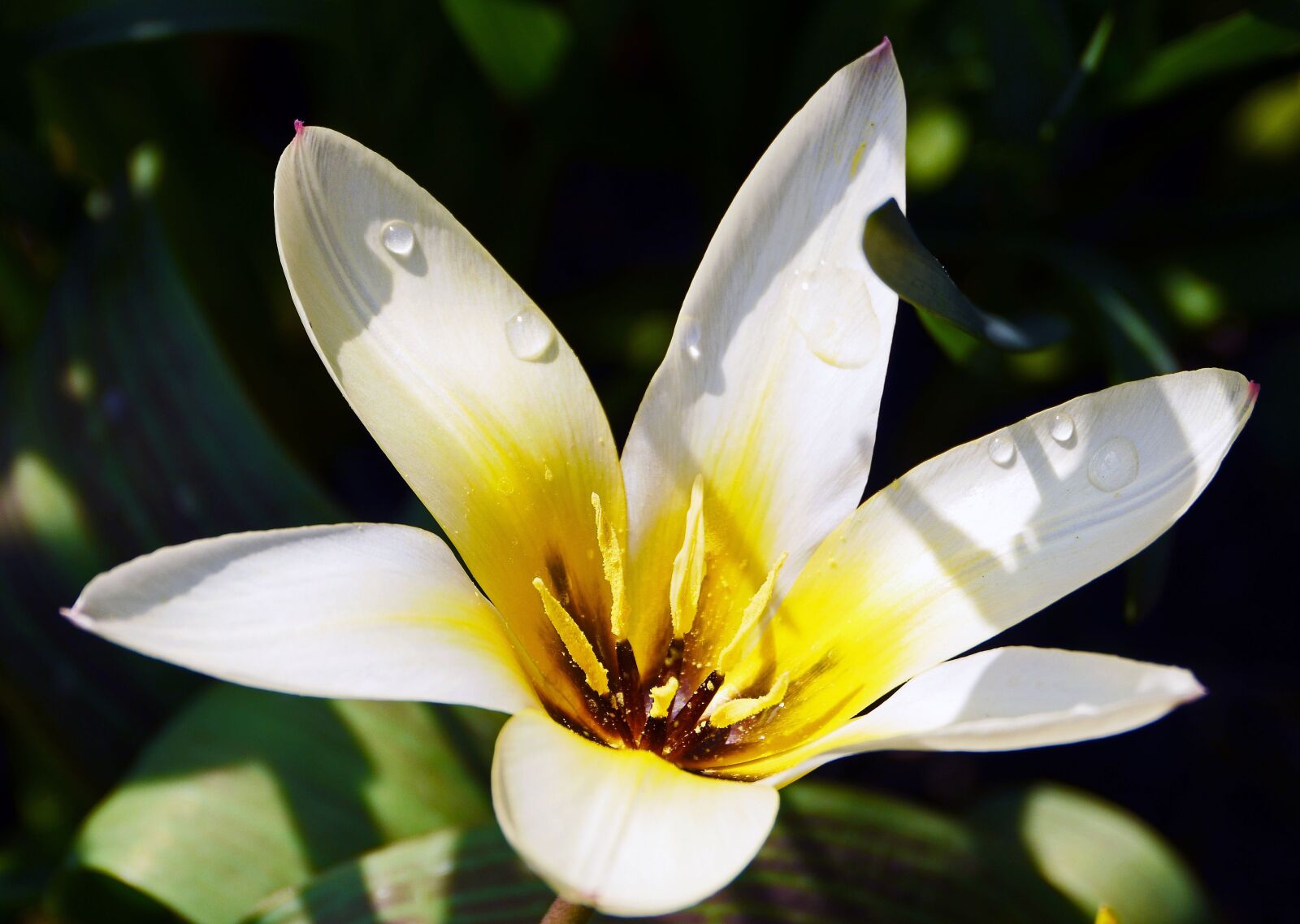 Panasonic Lumix DMC-GH3 sample photo. Tulip, white, open photography