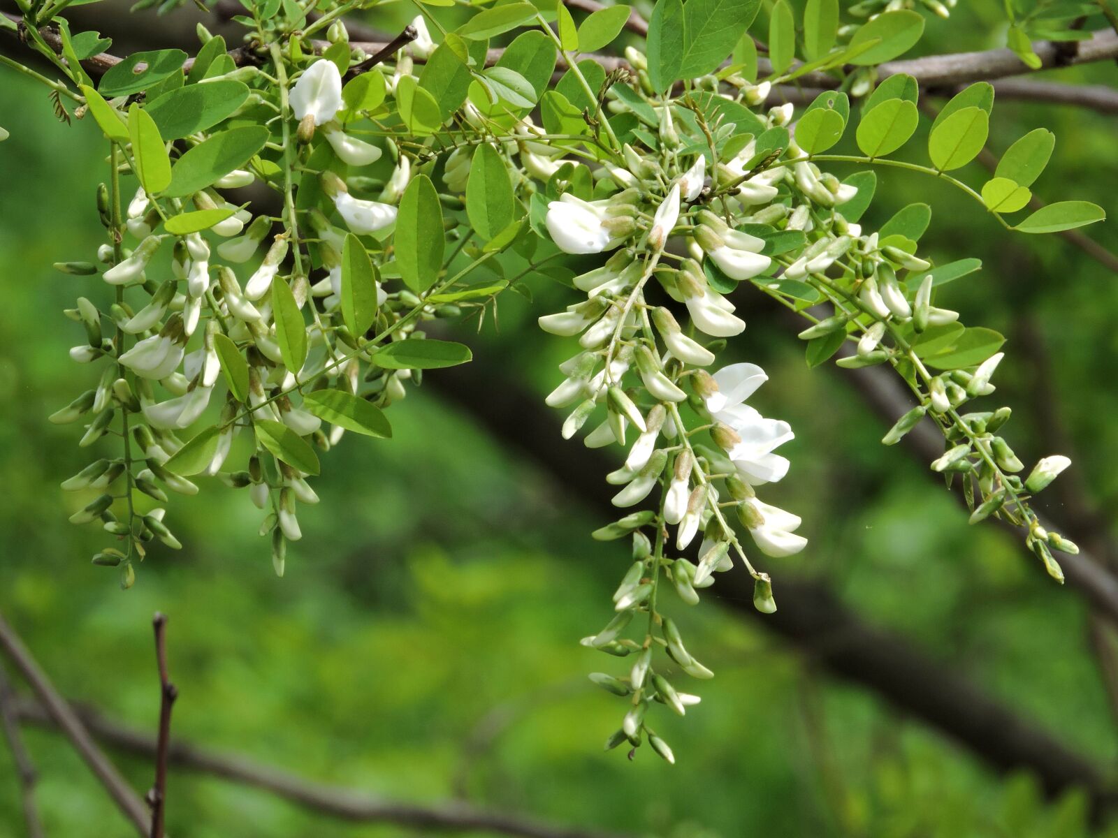 Nikon Coolpix P600 sample photo. Black, locust, blossoms, flowers photography