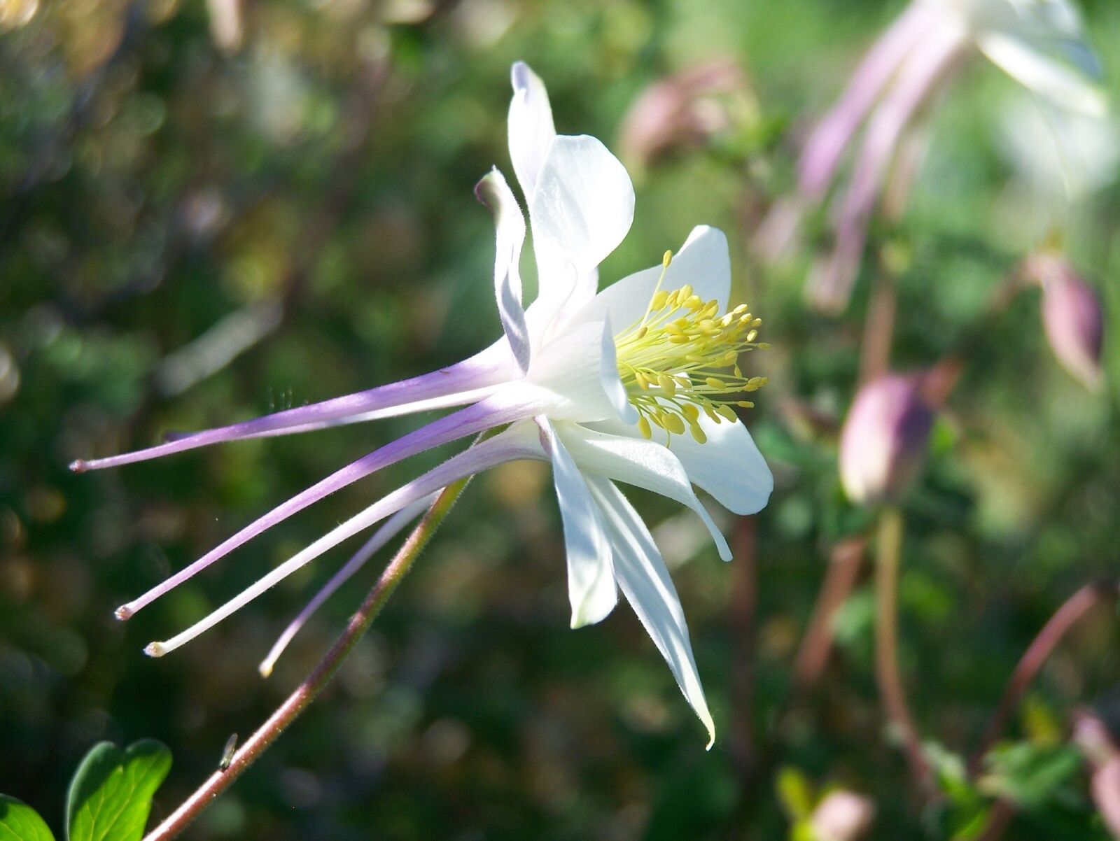 Kodak Z650 ZOOM DIGITAL CAMERA sample photo. Colorado blue columbine, flower photography