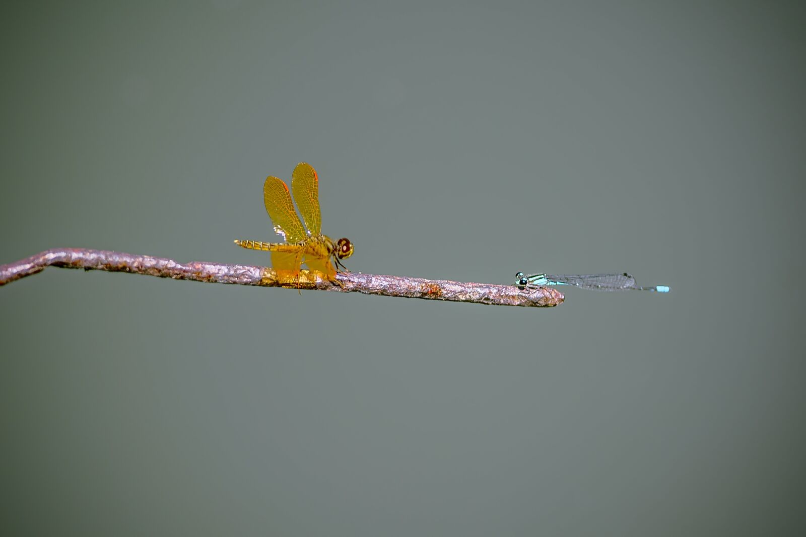Nikon D500 sample photo. Nature, no person, body photography