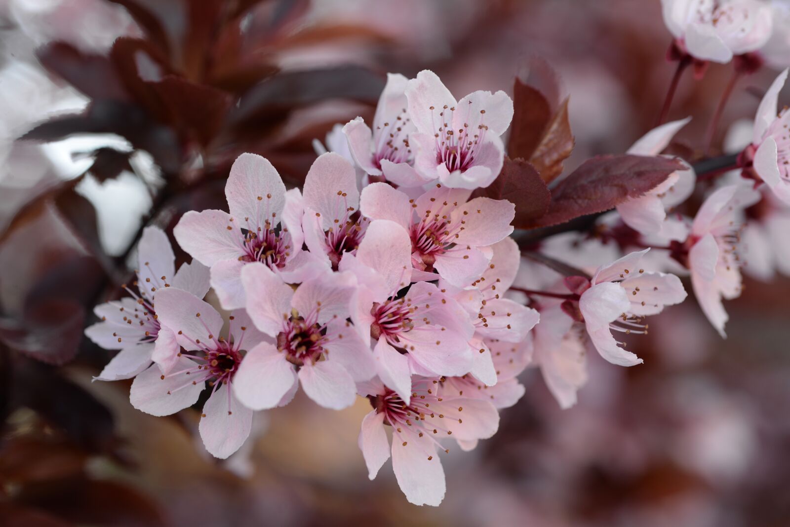 Nikon D610 sample photo. Spring, flowers, bloom photography