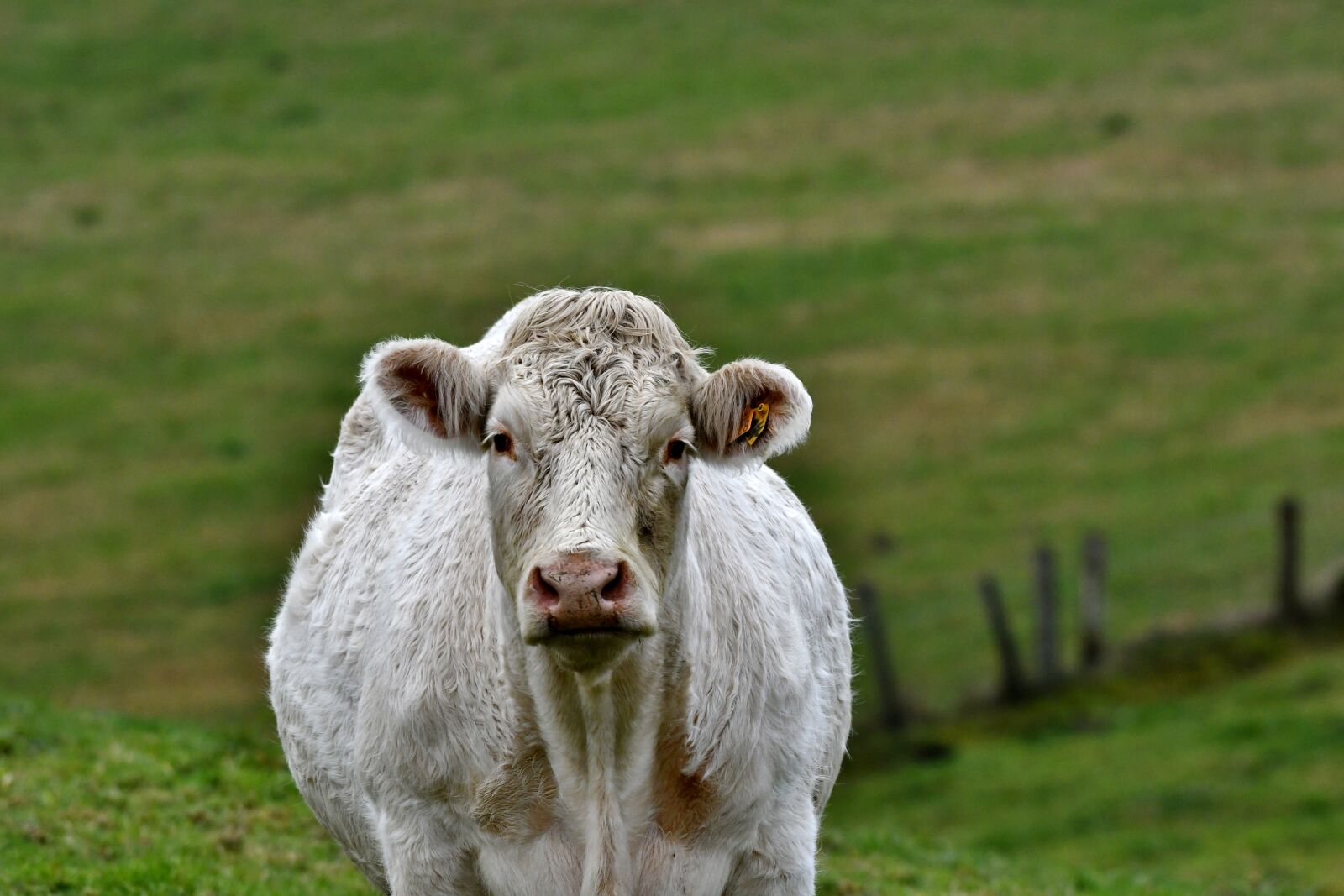 Nikon D500 sample photo. Cow, mammal, herkauwer photography