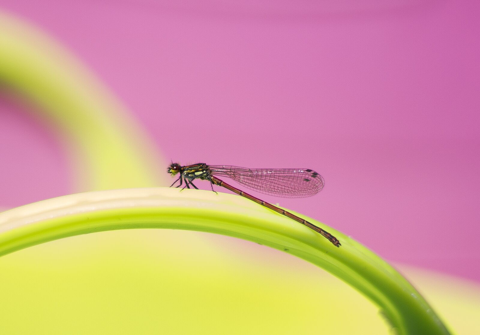 Canon EOS 100D (EOS Rebel SL1 / EOS Kiss X7) sample photo. Dragonfly, damselfly, nature photography