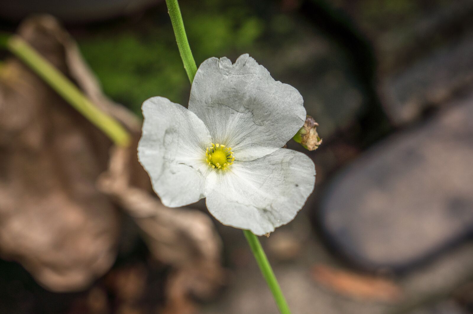 Sony Alpha NEX-5N sample photo. Flower, plant, nature photography