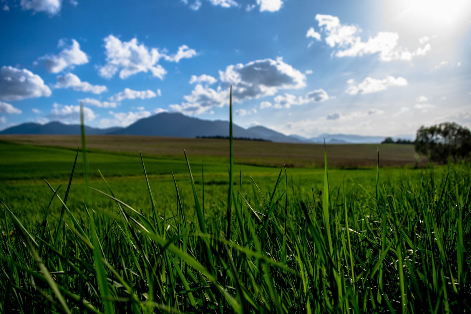 Nikon D3300 sample photo. Grass, plants, blades of photography