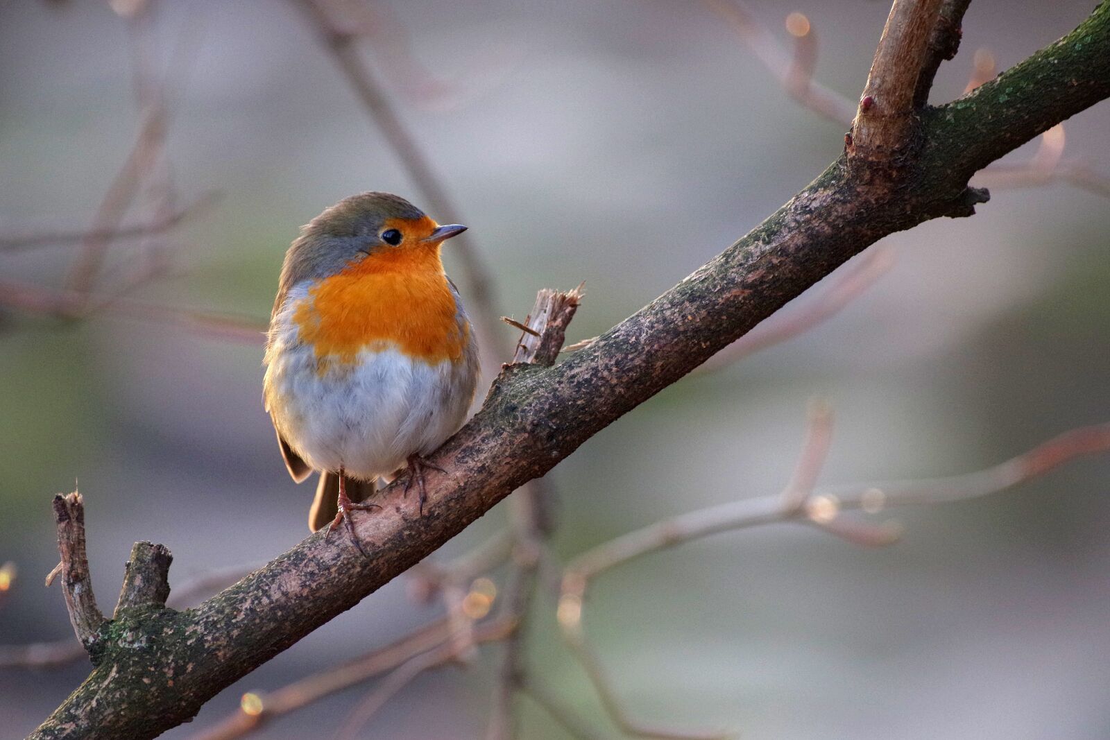 Pentax K-30 sample photo. Red goblets, songbird, wild photography