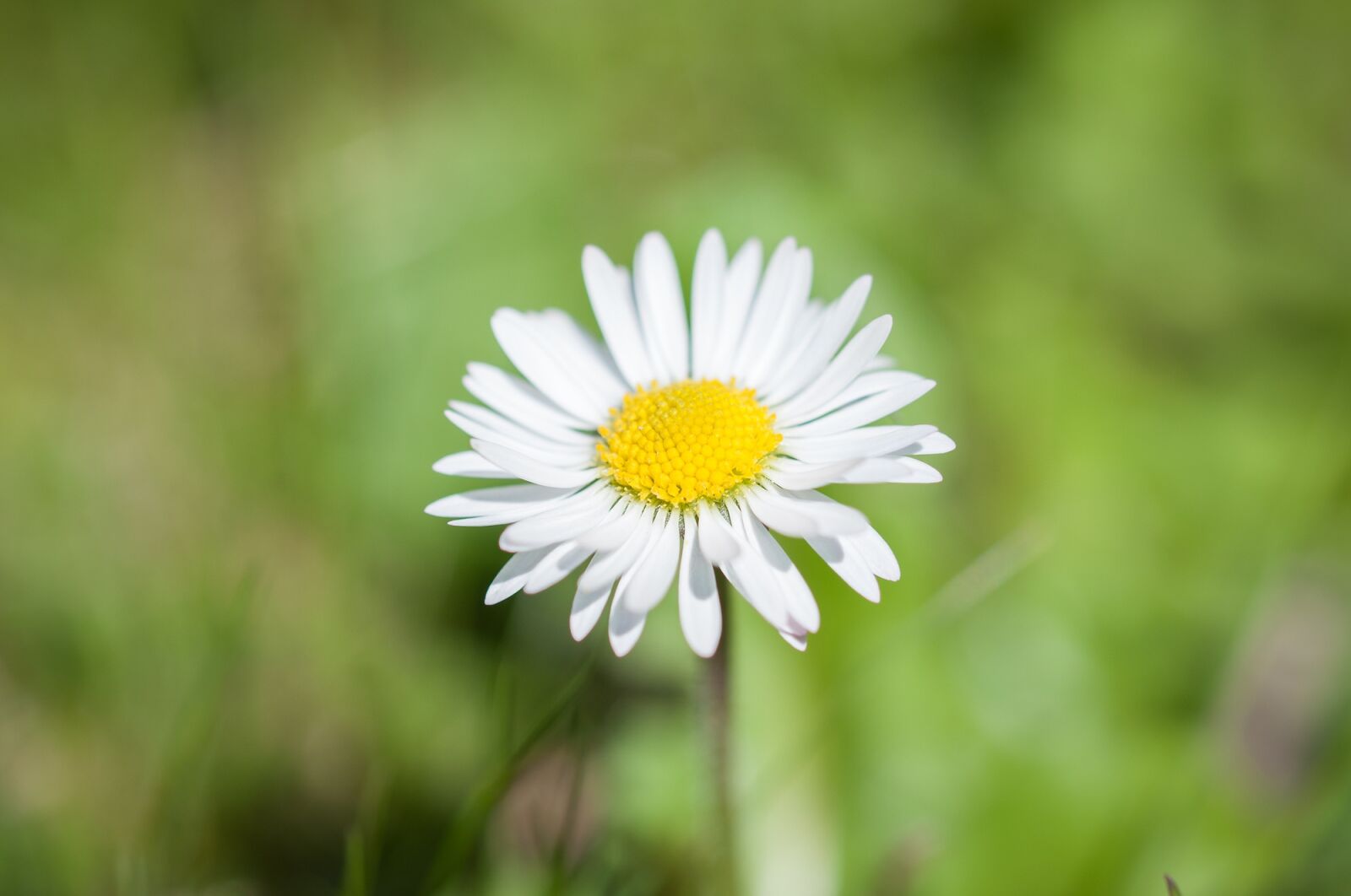 Nikon D90 sample photo. Daisy, flower, pointed flower photography