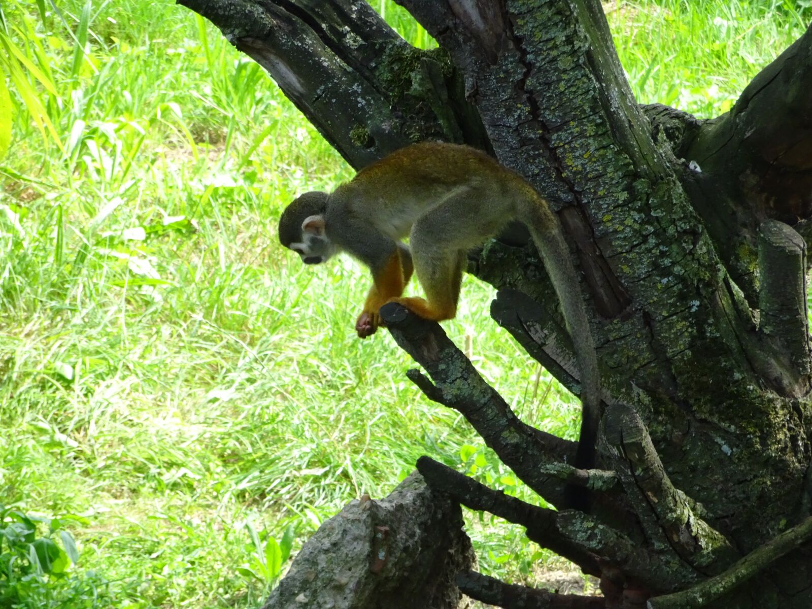 Sony DSC-HX90 sample photo. Squirrel monkey, little monkey photography