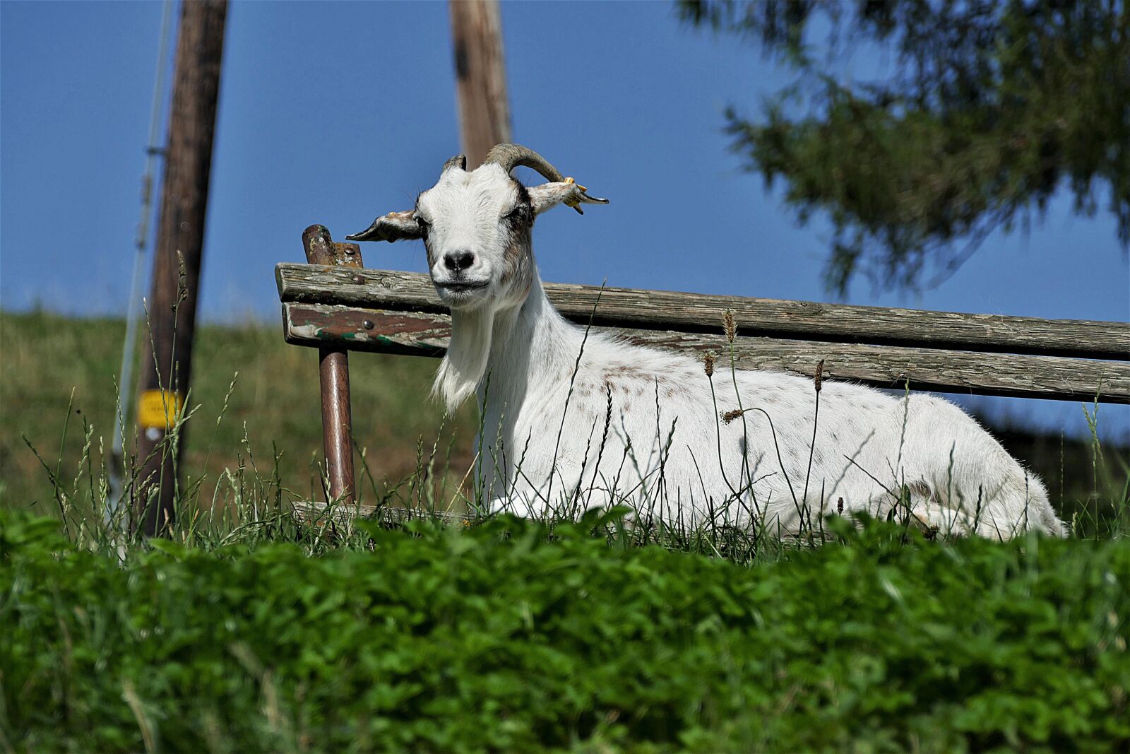 Panasonic Lumix DMC-FZ1000 sample photo. Goat, billy goat, horned photography