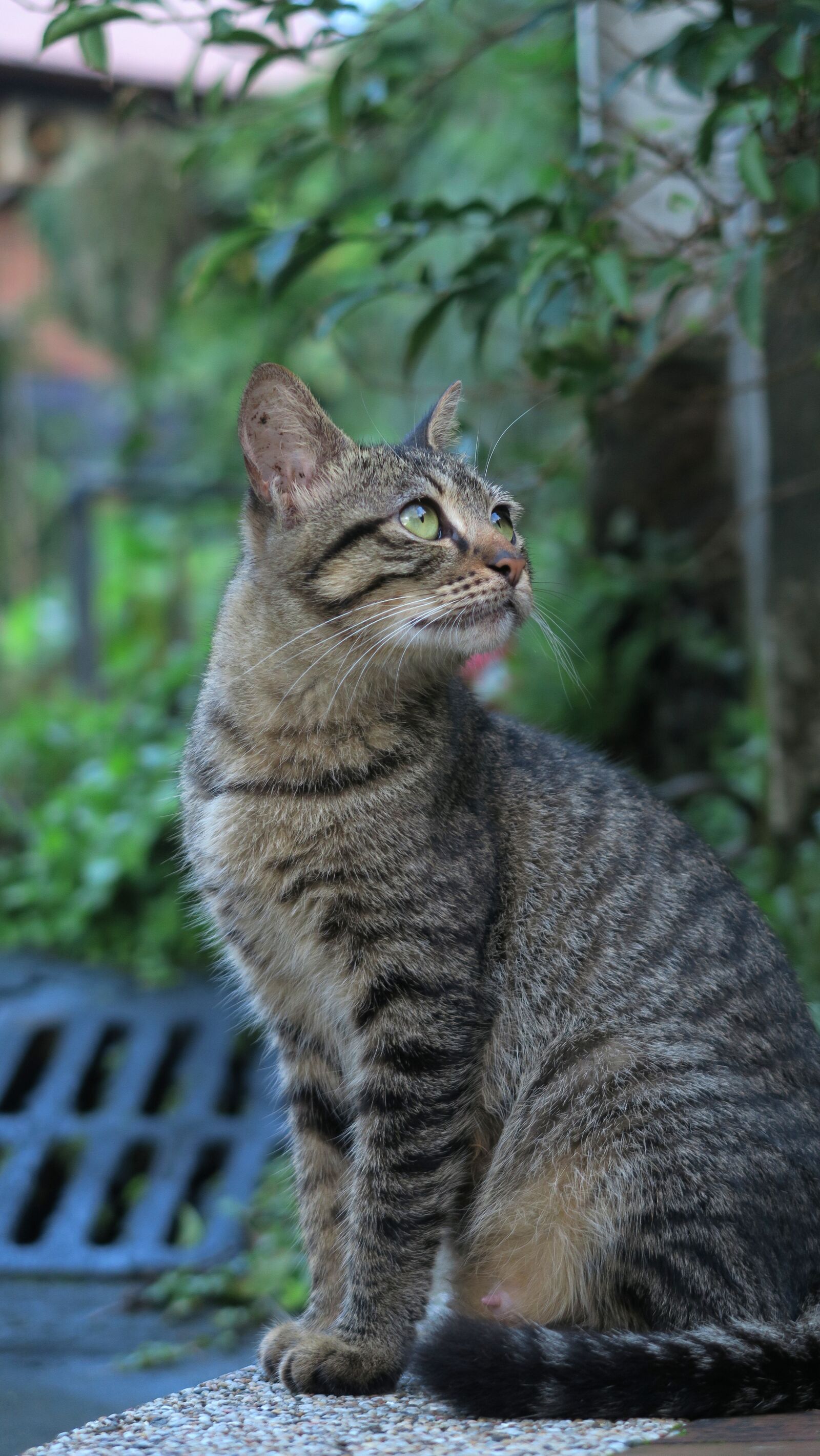 Canon PowerShot G7 X sample photo. Animal, nature, cat photography