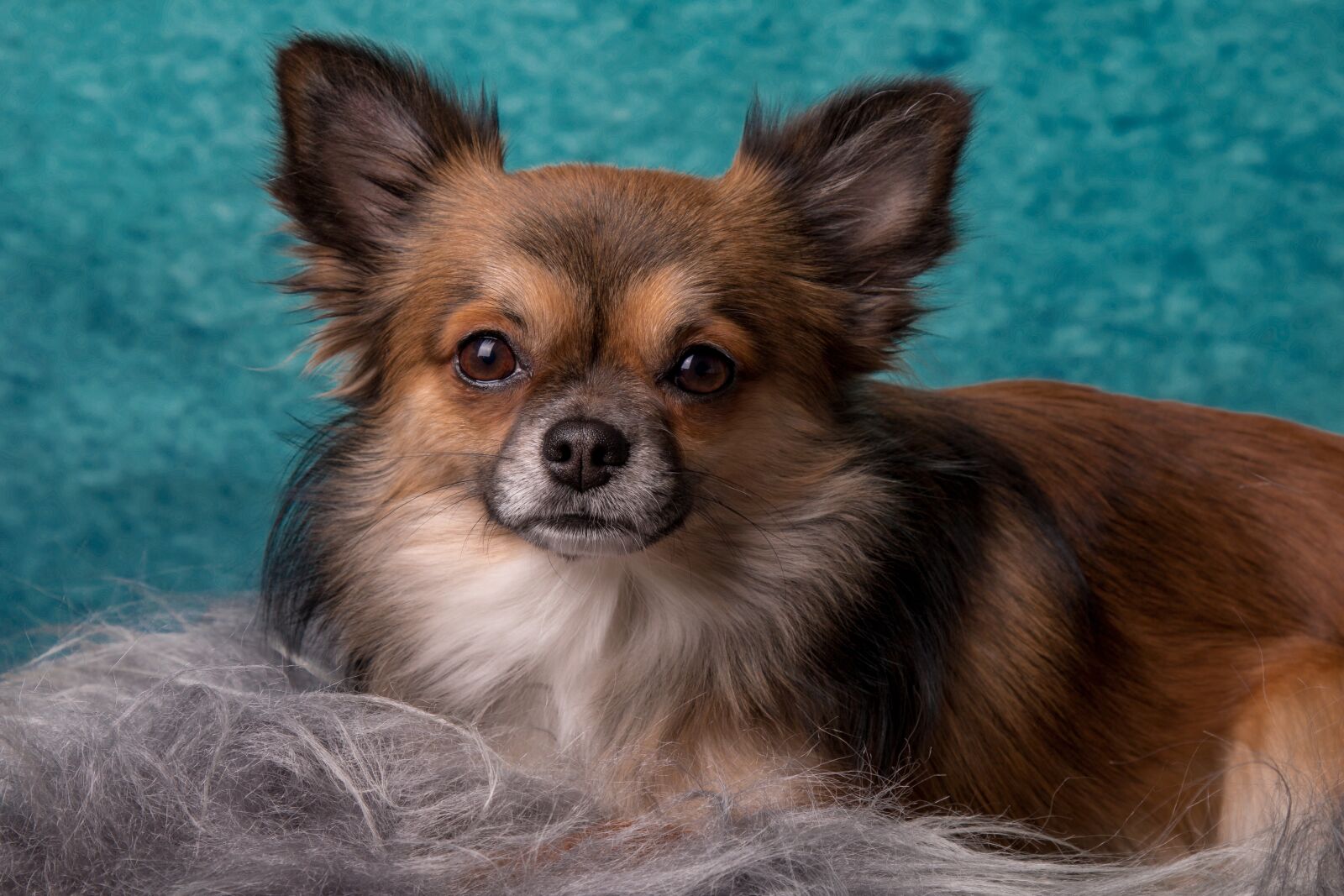 Canon EOS 70D + Canon EF 24-105mm F4L IS USM sample photo. Chihuahua, dog, small photography
