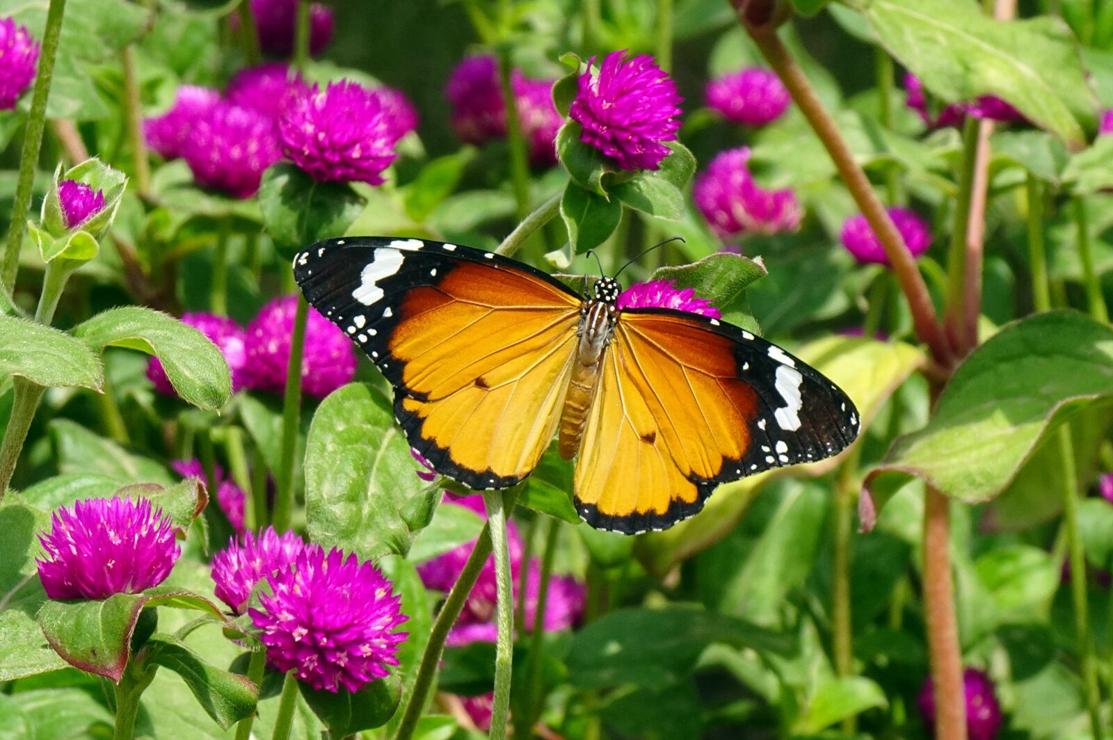 Sony DSC-WX800 sample photo. Butterfly, plain tiger, insect photography