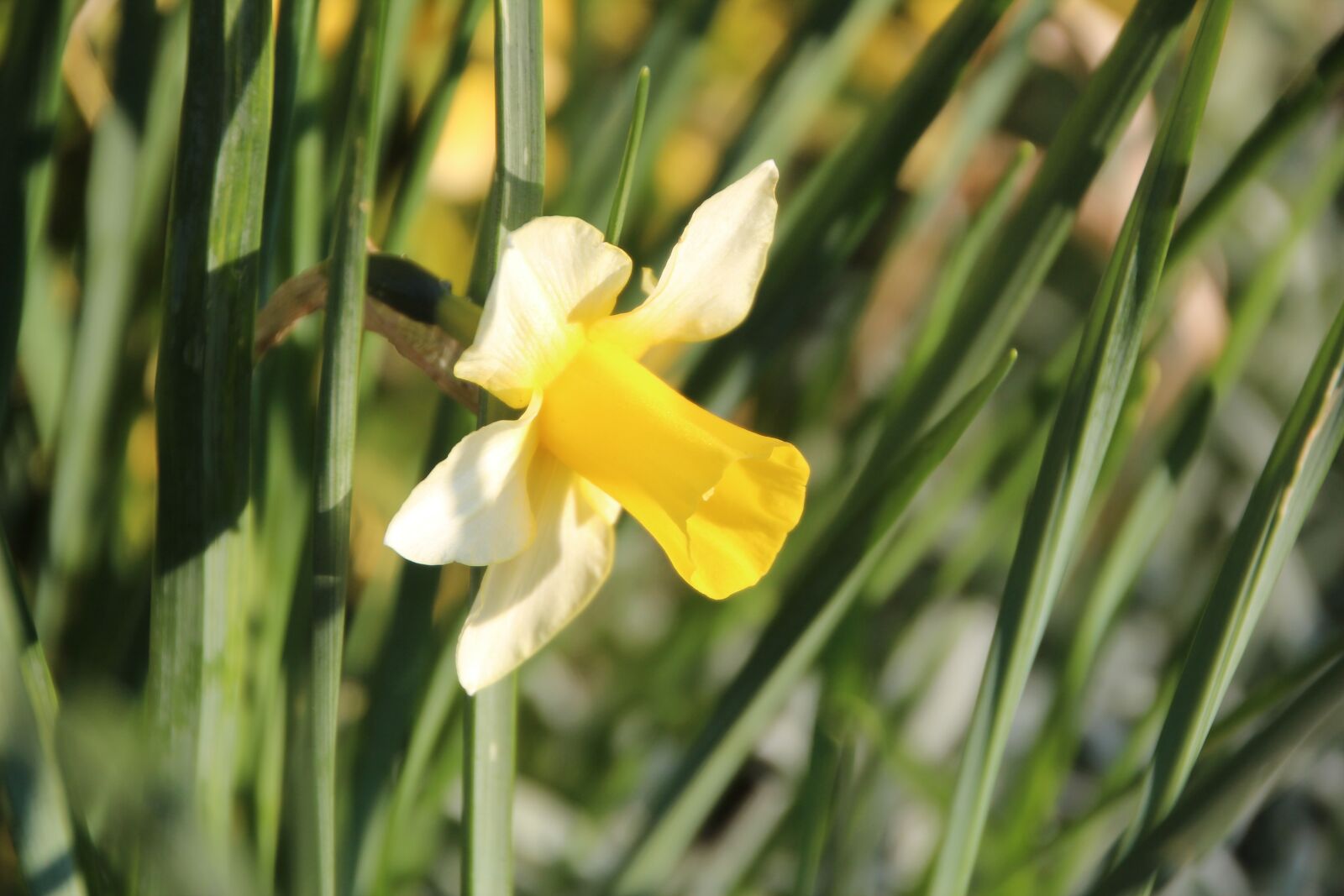 Canon EOS 600D (Rebel EOS T3i / EOS Kiss X5) sample photo. Narcissus, flowering, spring photography