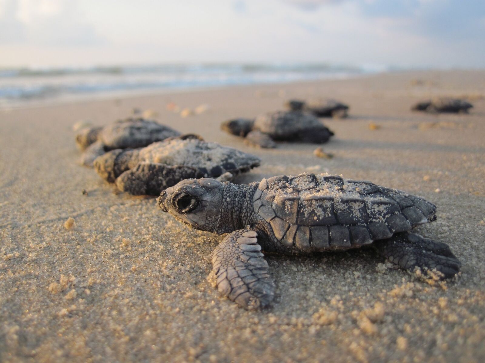 Canon PowerShot D10 sample photo. Sea turtles, hatchlings, baby photography