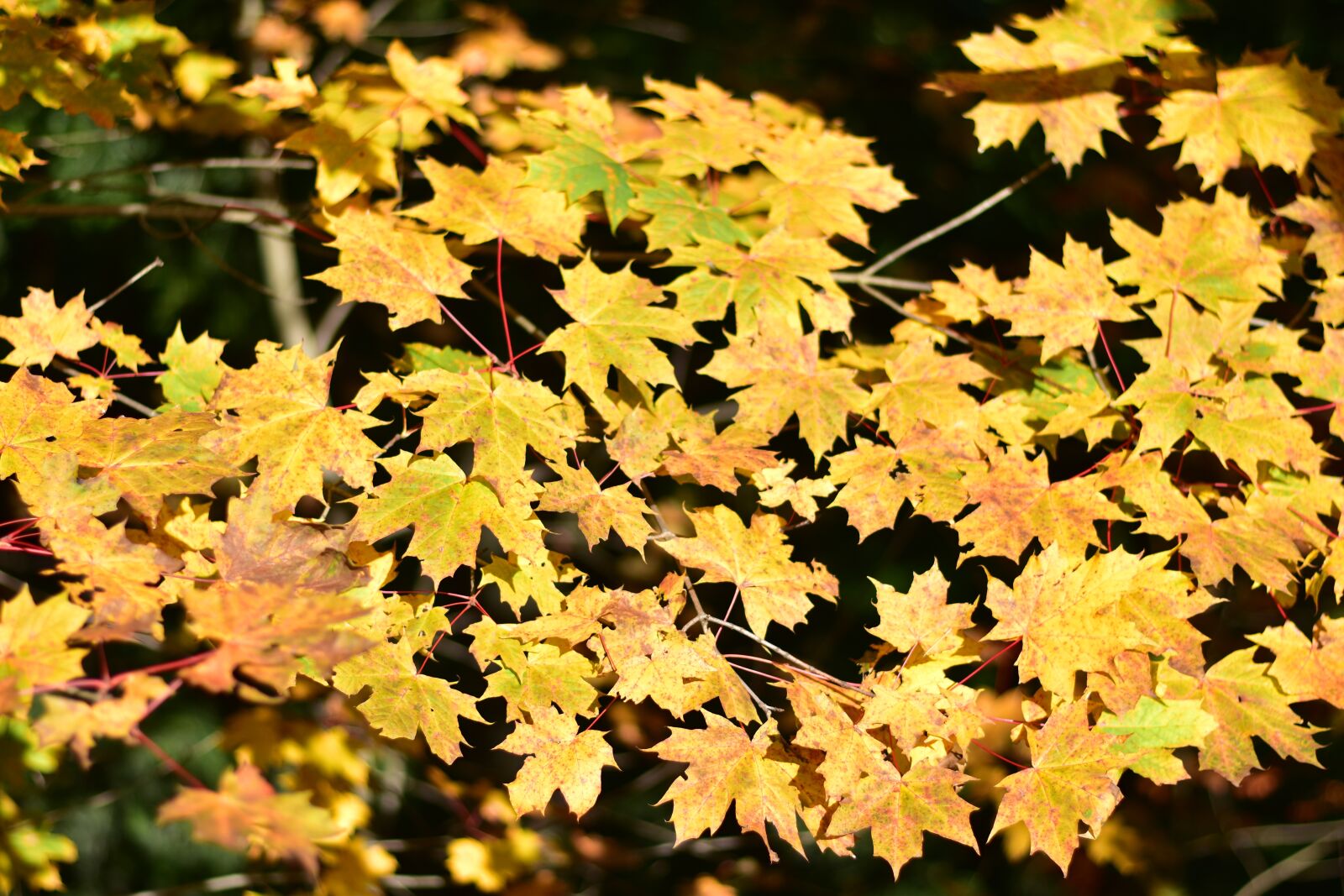 Nikon D3500 sample photo. Autumn, season, colorful photography