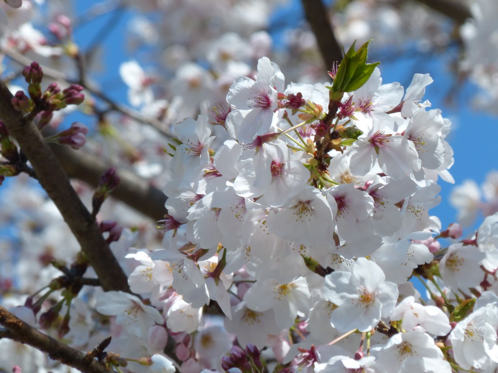 Panasonic Lumix DMC-FZ200 sample photo. Cherry blossoms, sakura, cherryblossom photography