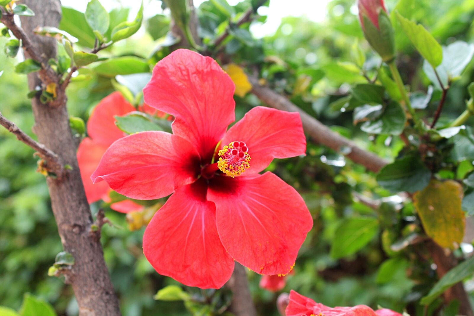 Canon EOS 1100D (EOS Rebel T3 / EOS Kiss X50) sample photo. Hibiscus, chinese hibiscus, chinese photography