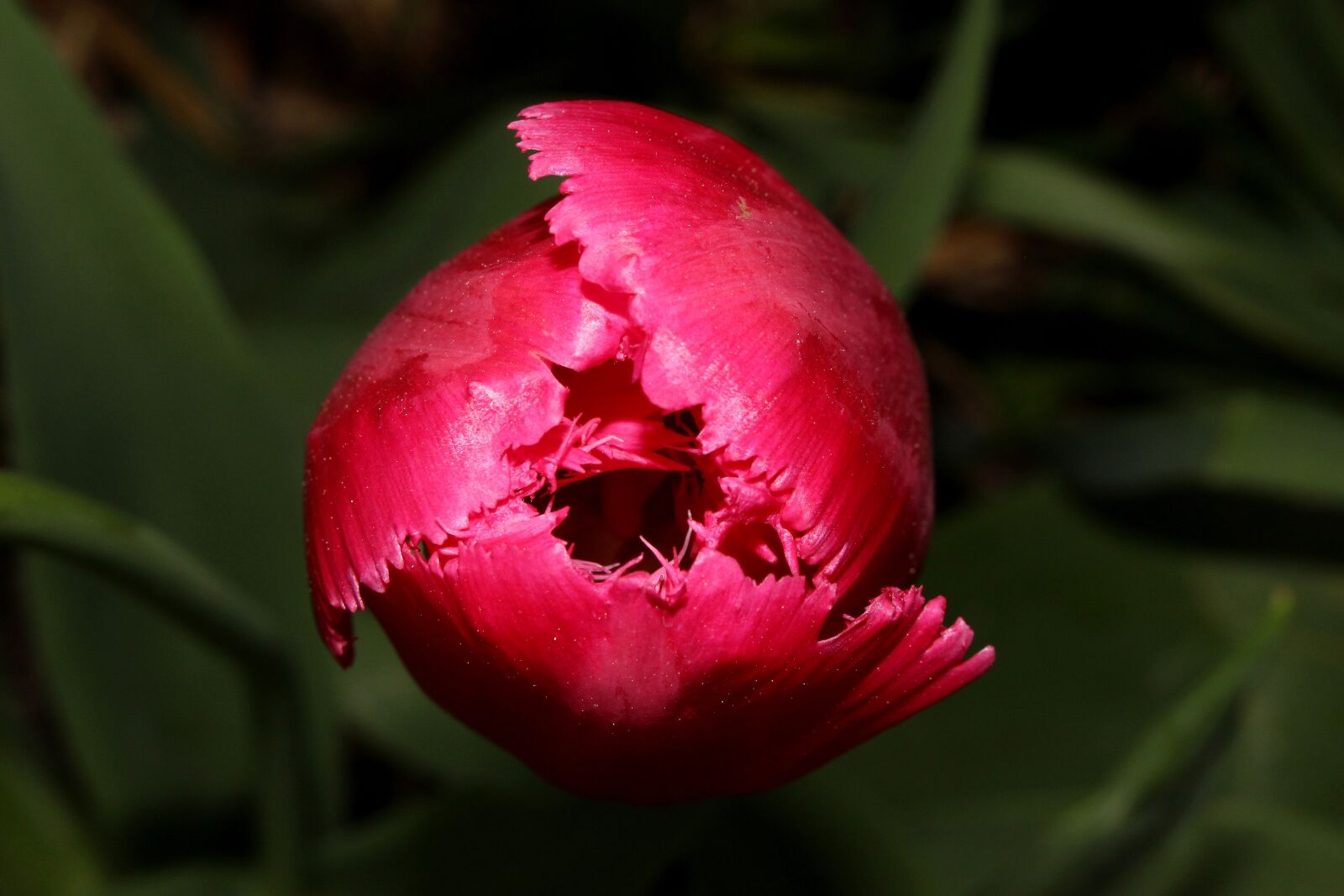 Canon EOS 100D (EOS Rebel SL1 / EOS Kiss X7) sample photo. Tulip, flower, pink photography