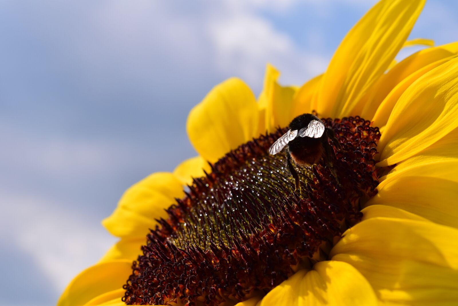 Nikon D3300 sample photo. Sunflower, hummel, blossom photography