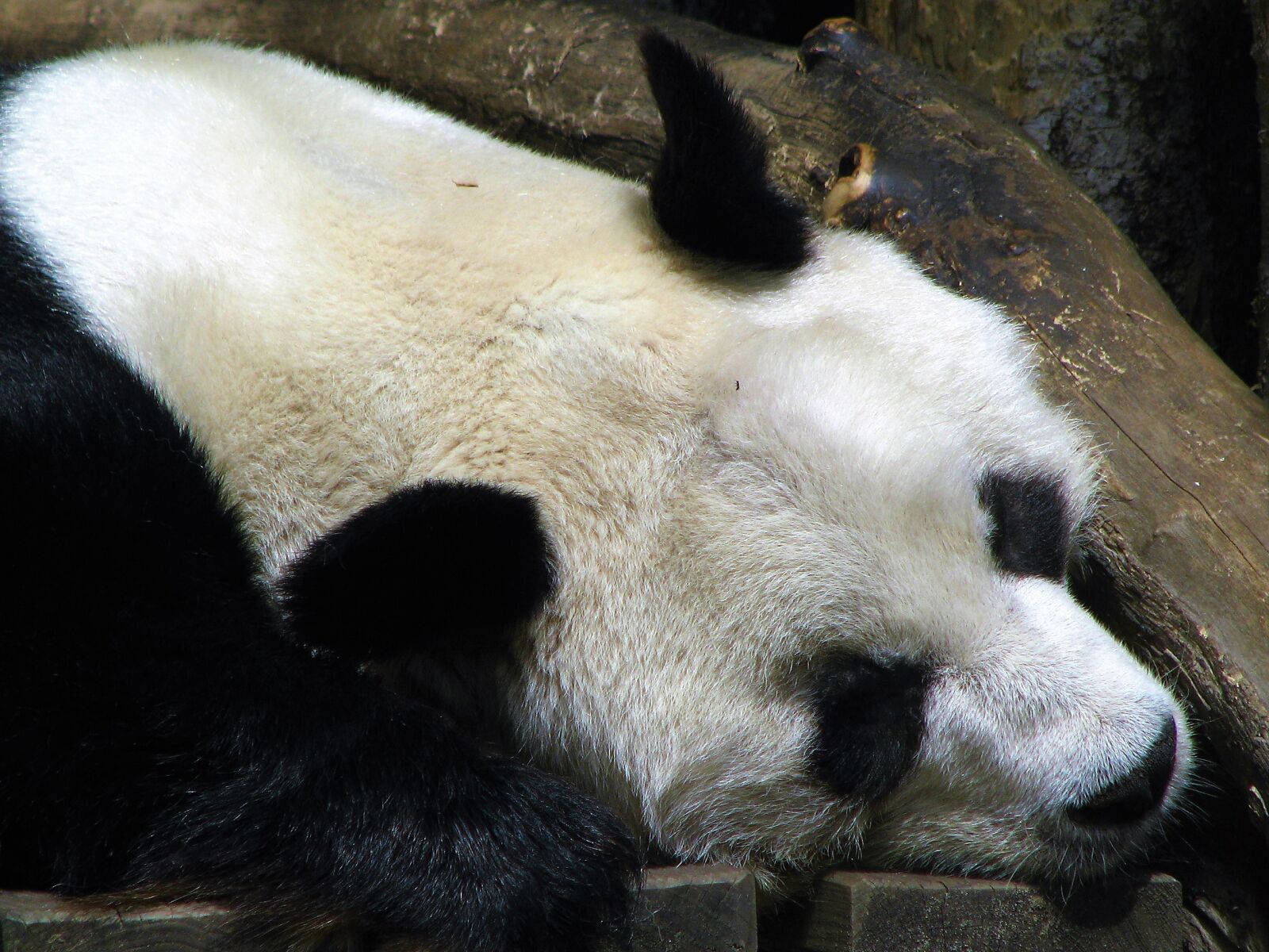 Canon POWERSHOT S5 IS sample photo. Mammals, wild animals, nature photography