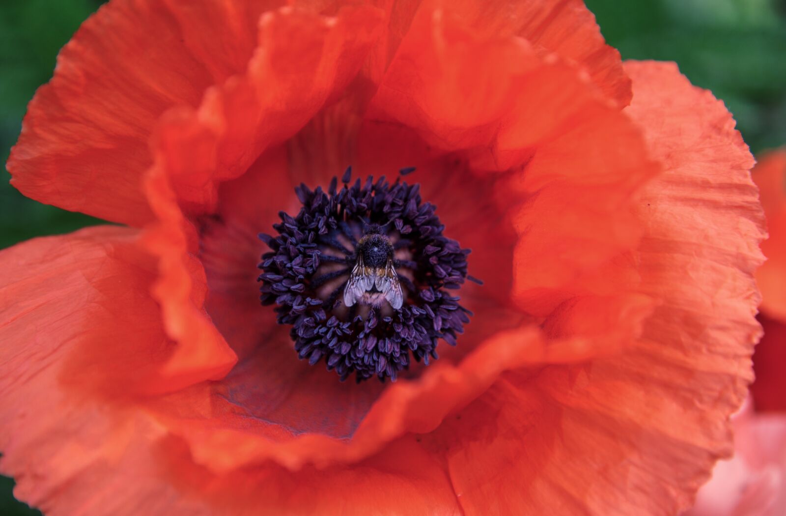 Nikon D610 sample photo. Poppy, blossom, bloom photography
