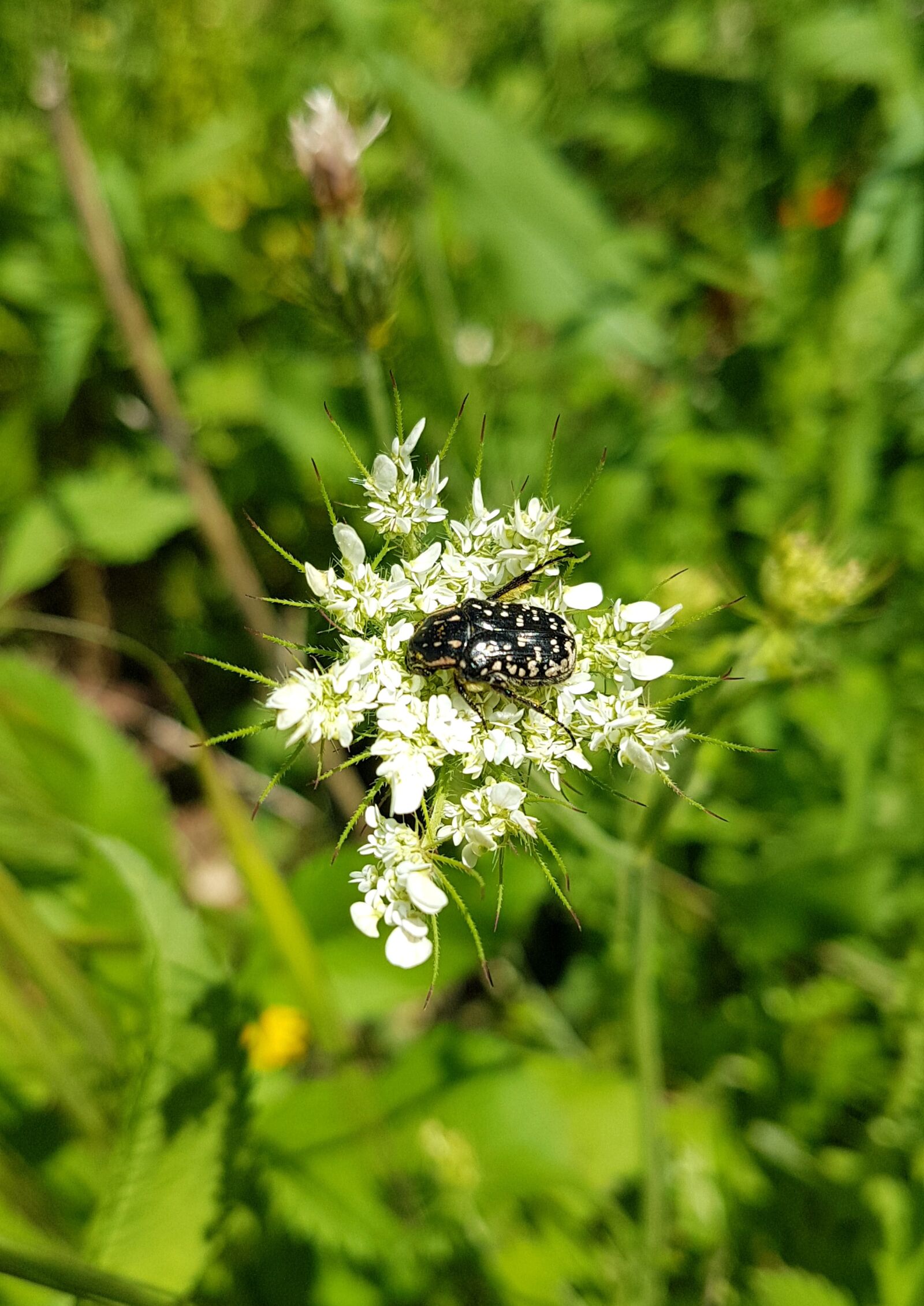Samsung Galaxy S7 Edge sample photo. Flower, bug, beetle photography