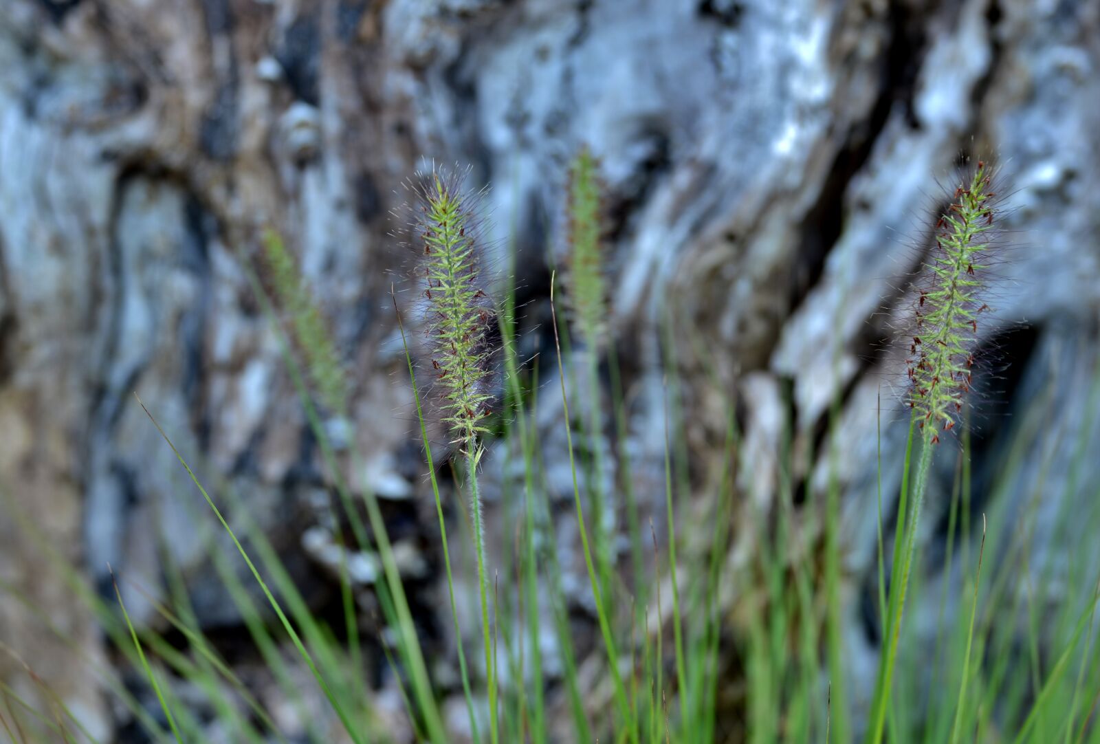 Nikon D600 sample photo. Ornamental grass, grass, bokeh photography