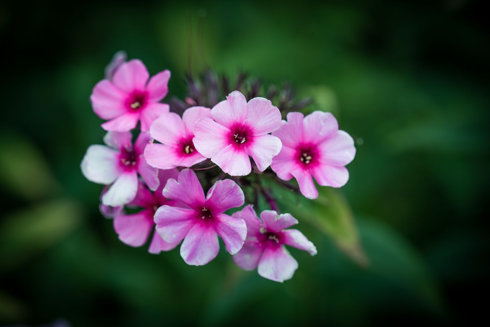 Nikon D750 sample photo. Phlox, flowers, pink photography