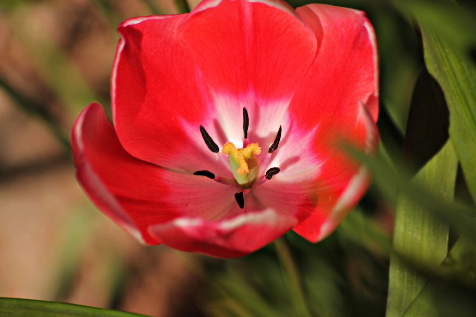 Canon EOS 1100D (EOS Rebel T3 / EOS Kiss X50) sample photo. Tulip, red, color photography