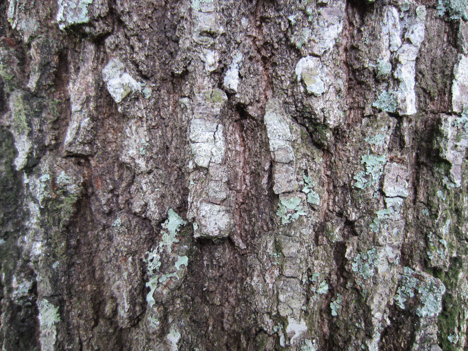 Canon PowerShot ELPH 300 HS (IXUS 220 HS / IXY 410F) sample photo. Consisteza, gray, grigio, legno photography