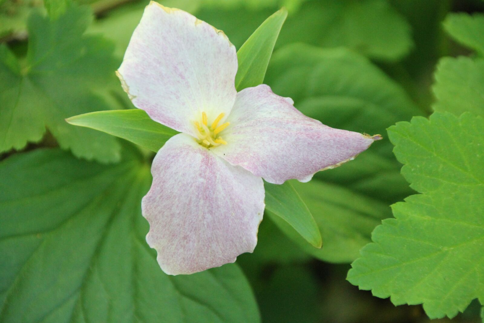 Canon EOS 1100D (EOS Rebel T3 / EOS Kiss X50) sample photo. Trillium, flower, nature photography