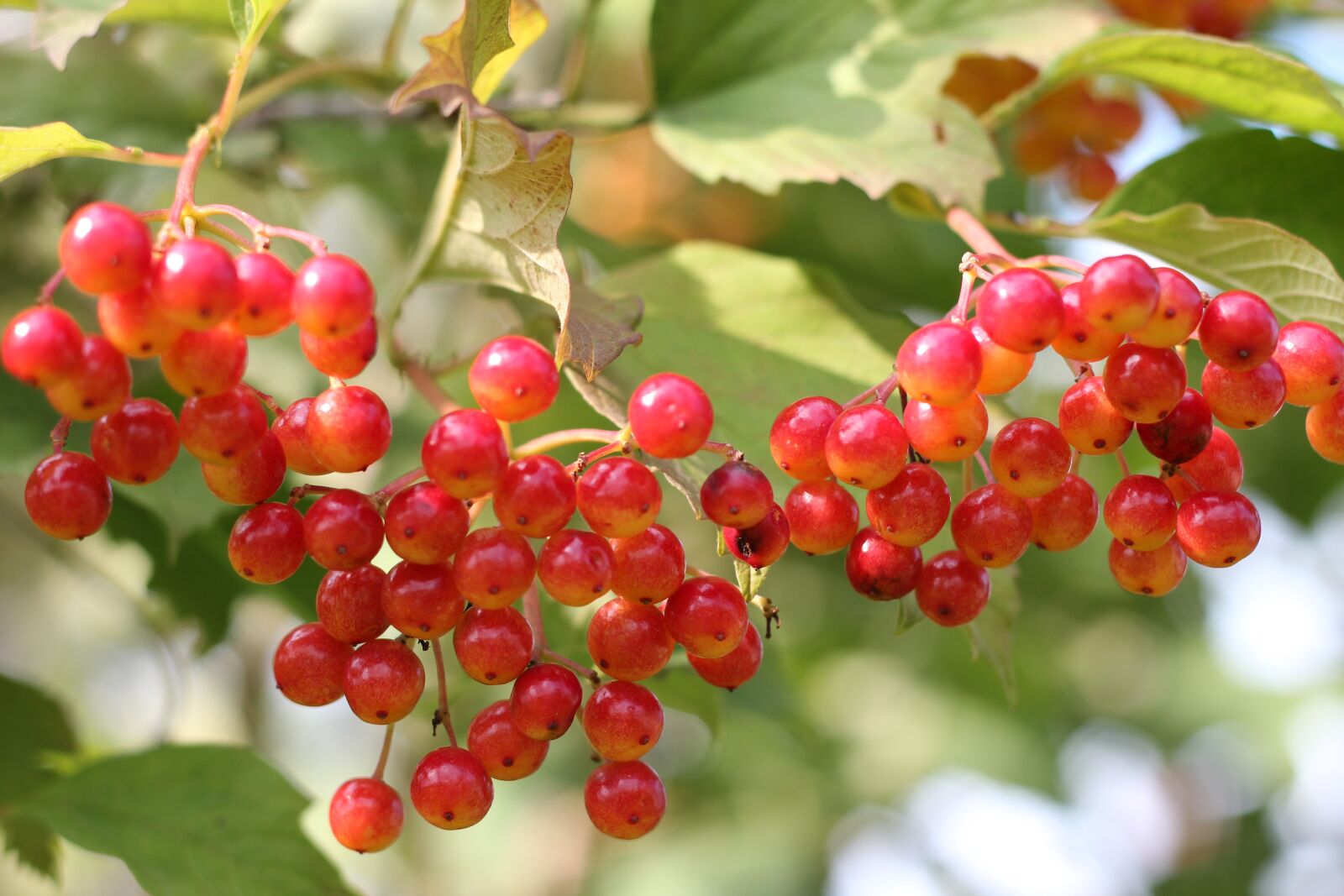 Canon EOS 600D (Rebel EOS T3i / EOS Kiss X5) + Canon EF 50mm F1.8 II sample photo. Viburnum, autumn, red photography