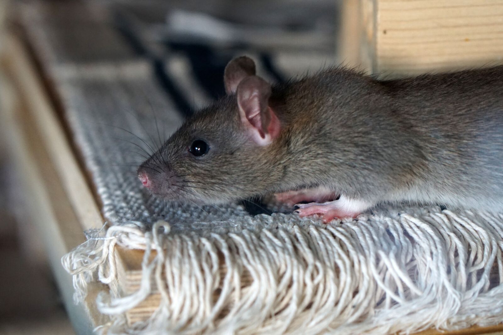 E 50mm F1.8 OSS sample photo. Rat, brown, baby photography