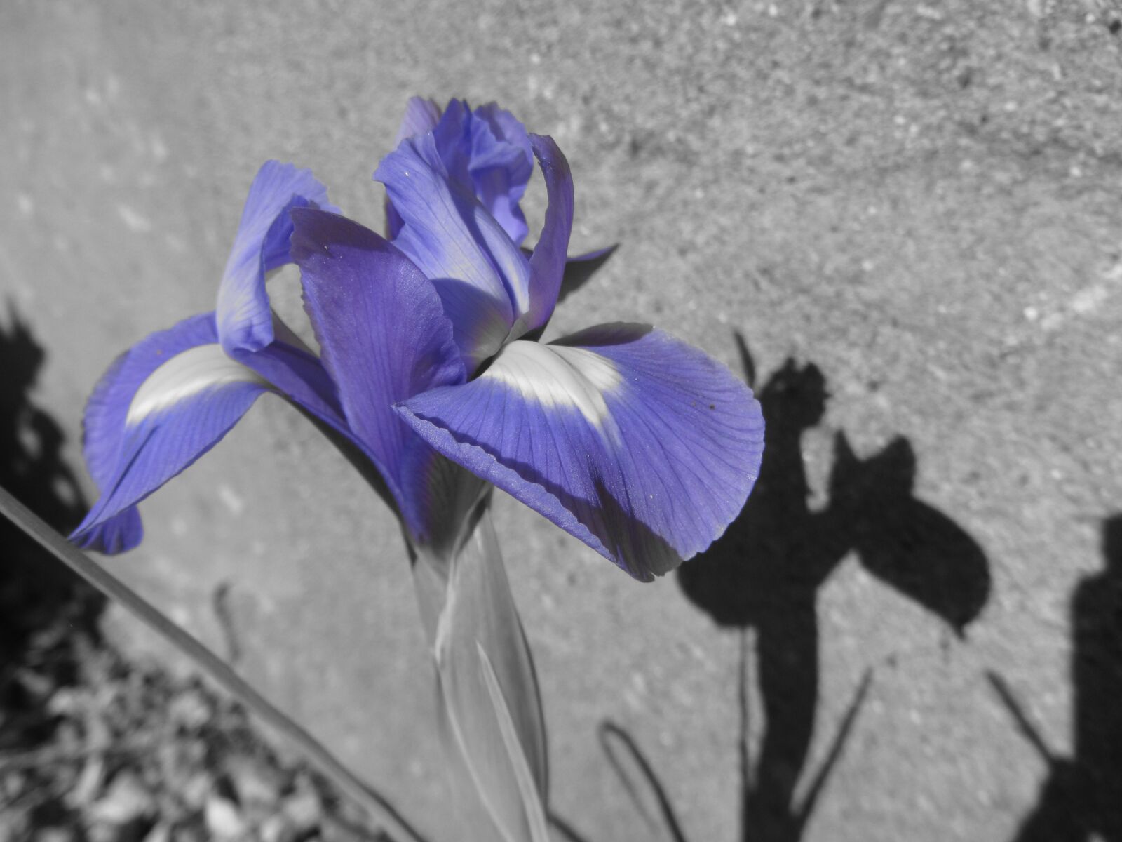 Canon PowerShot SX230 HS sample photo. Iris, flower, violet photography