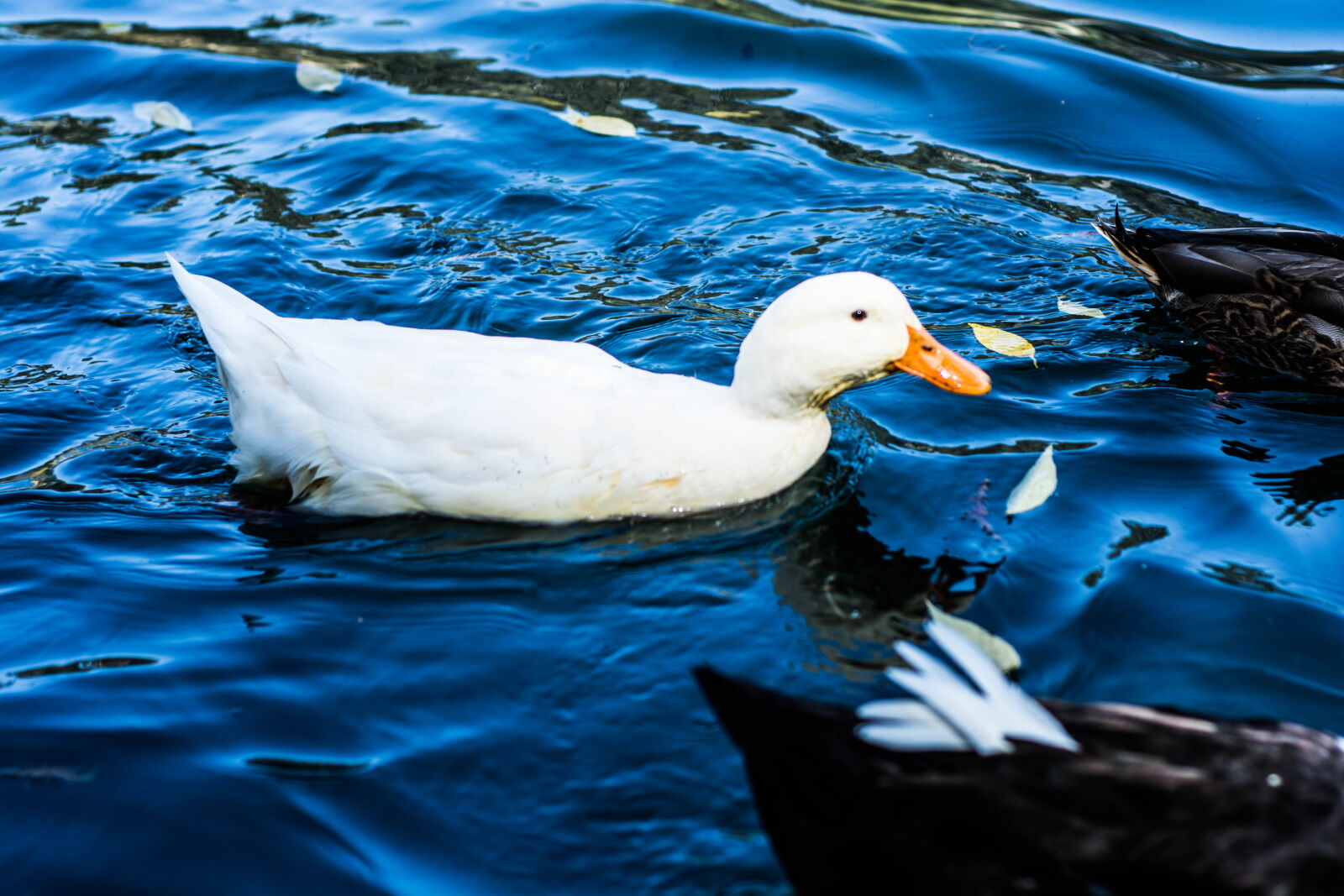 Nikon AF Nikkor 50mm F1.8D sample photo. Animal, duck, nature, river photography