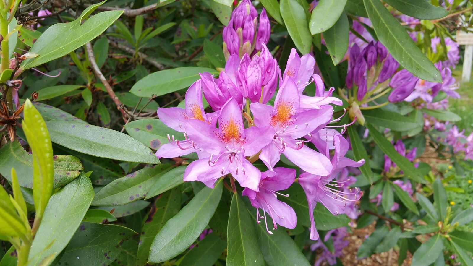 Samsung Galaxy Note4 sample photo. Flower, nature, creation photography