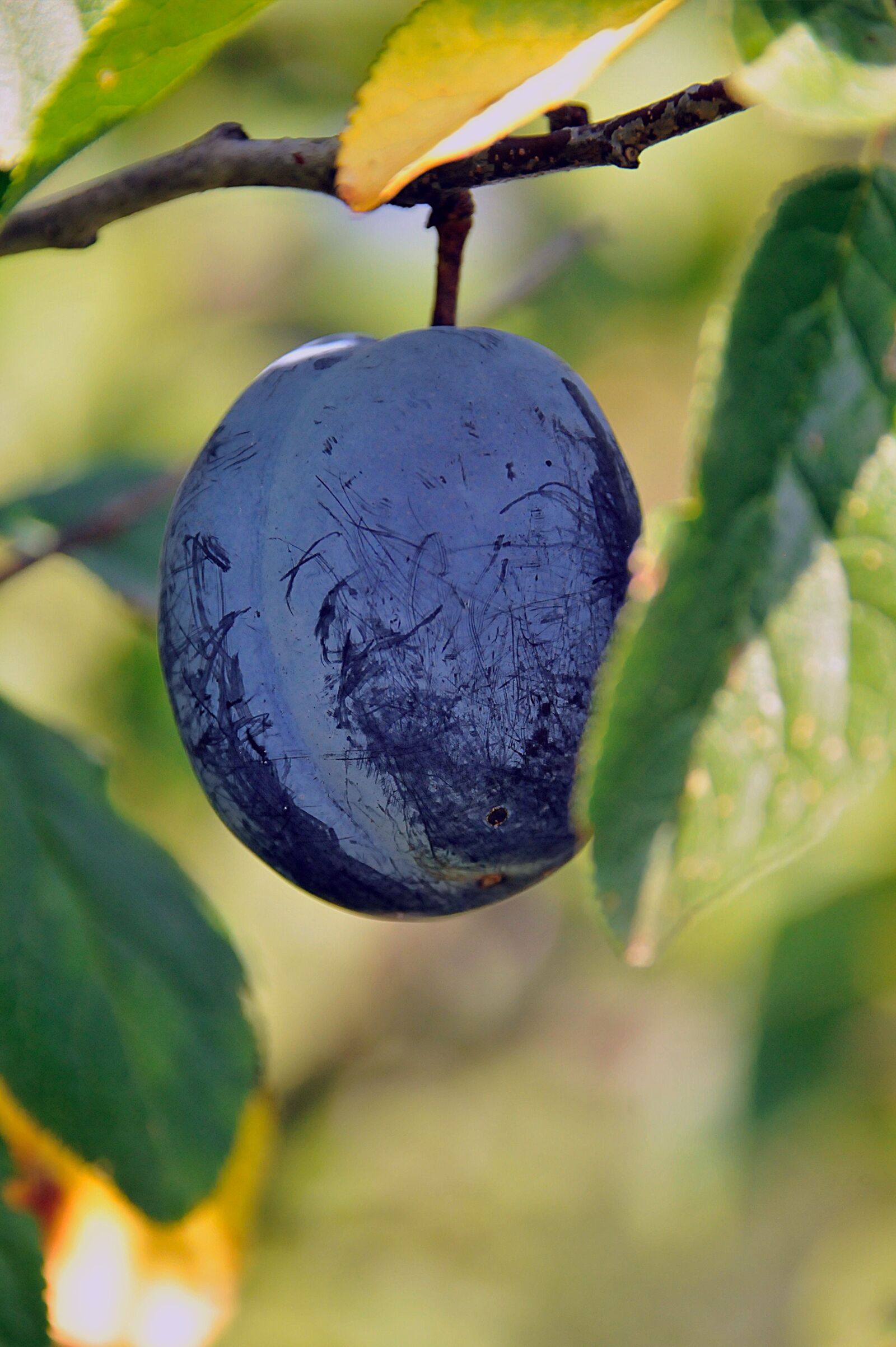 Nikon D3200 sample photo. Plum, fruit, nature photography