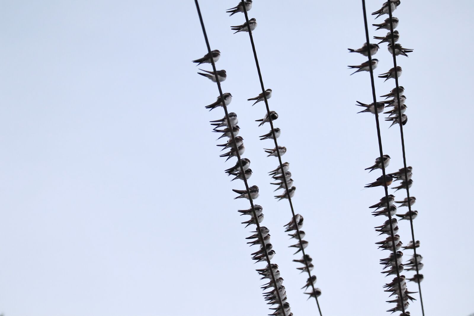Canon EOS M50 (EOS Kiss M) sample photo. Swallows, swarm, power cable photography