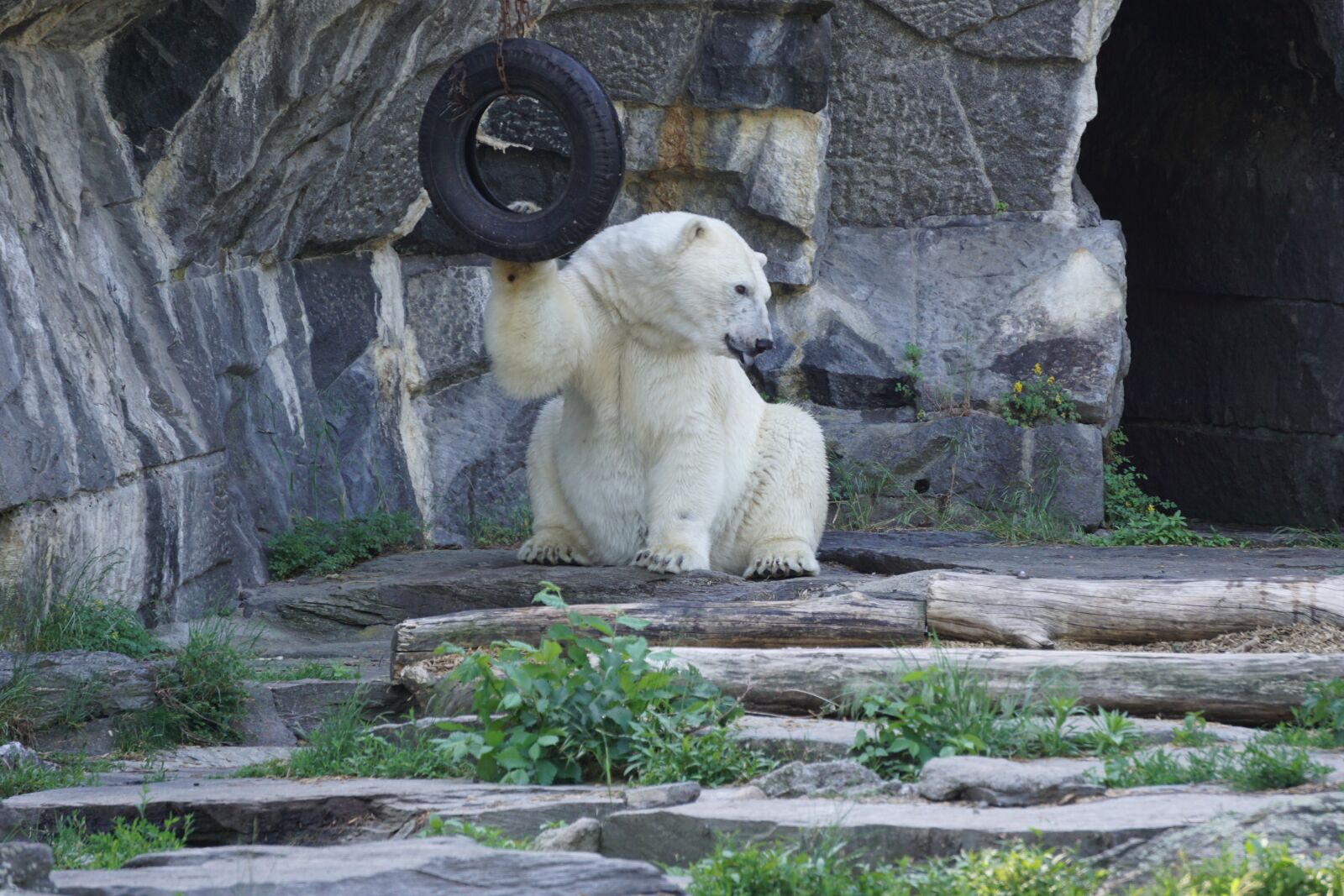 Sony a6000 sample photo. Polar bear, animal world photography