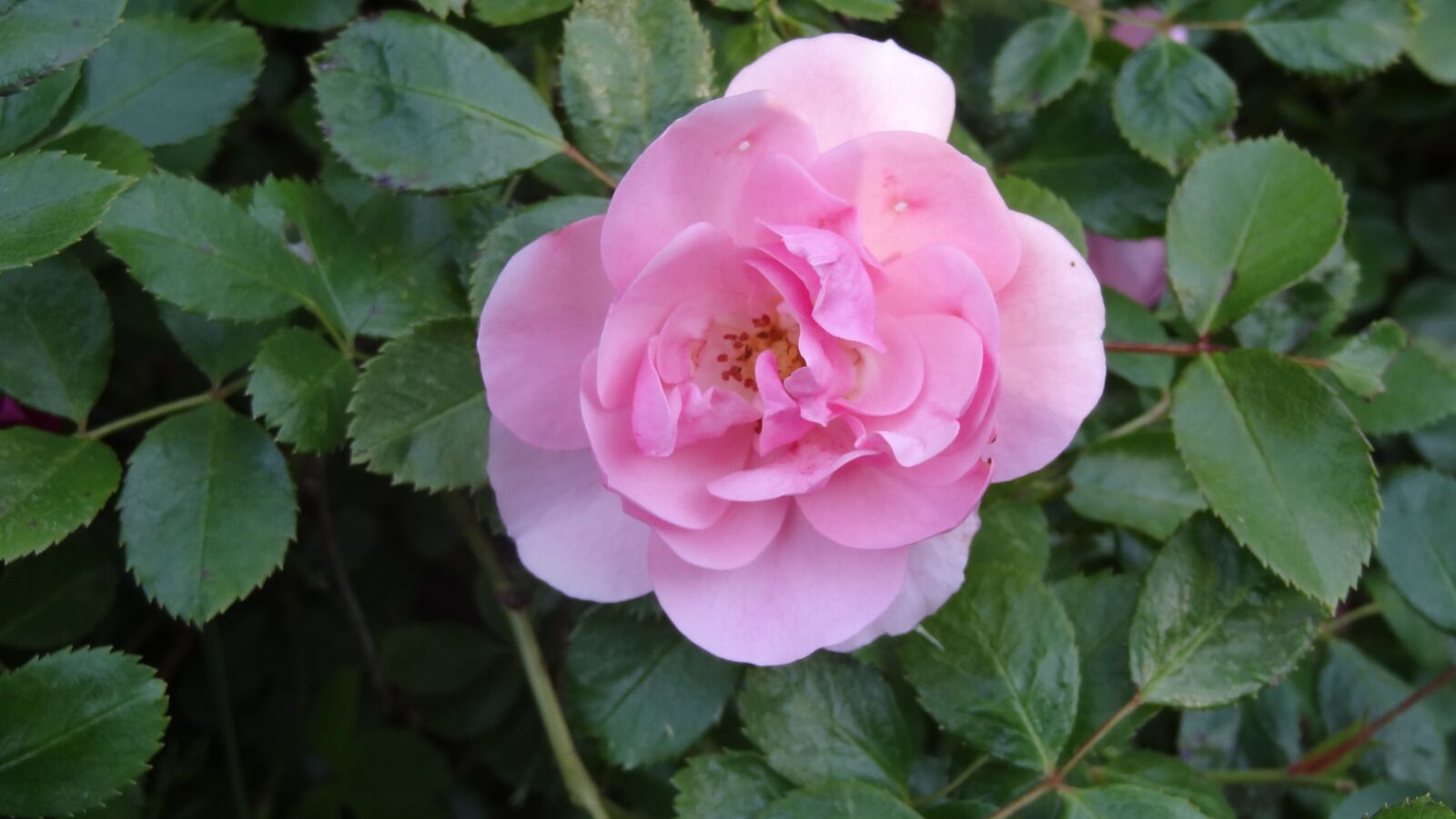 Sony Cyber-shot DSC-HX9V sample photo. Pink, flower, rosebush photography