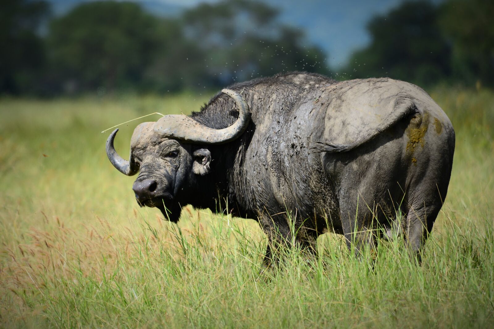 Nikon D600 sample photo. Buffalo, africa, cape photography