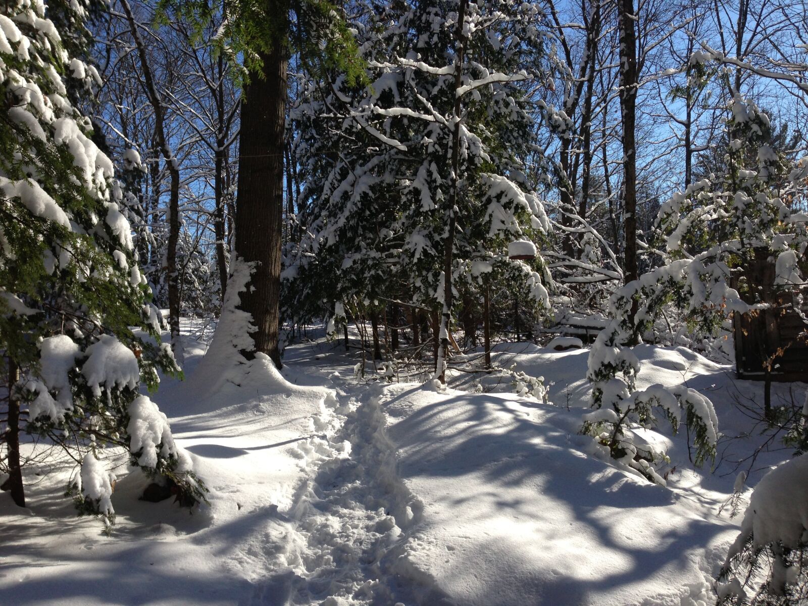 Apple iPhone 5 sample photo. Snow, forest, winter photography