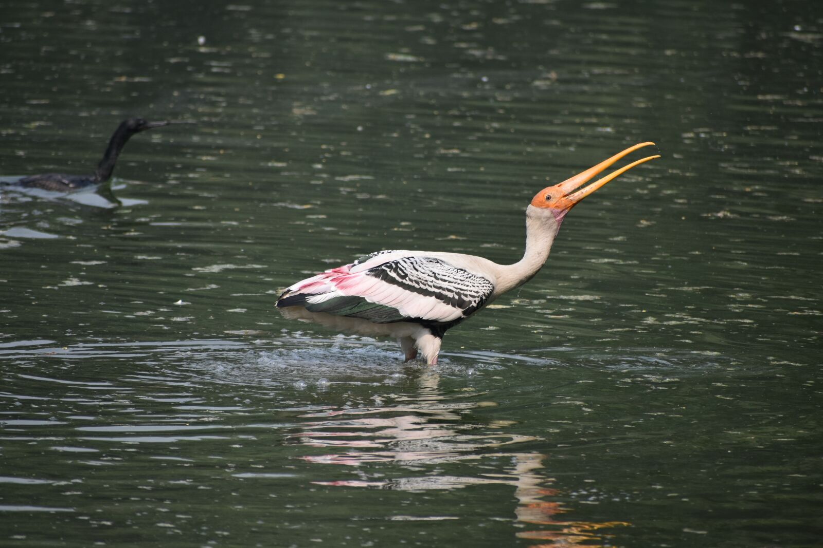 Nikon D3400 sample photo. Painted stork, stock, calligraphic photography